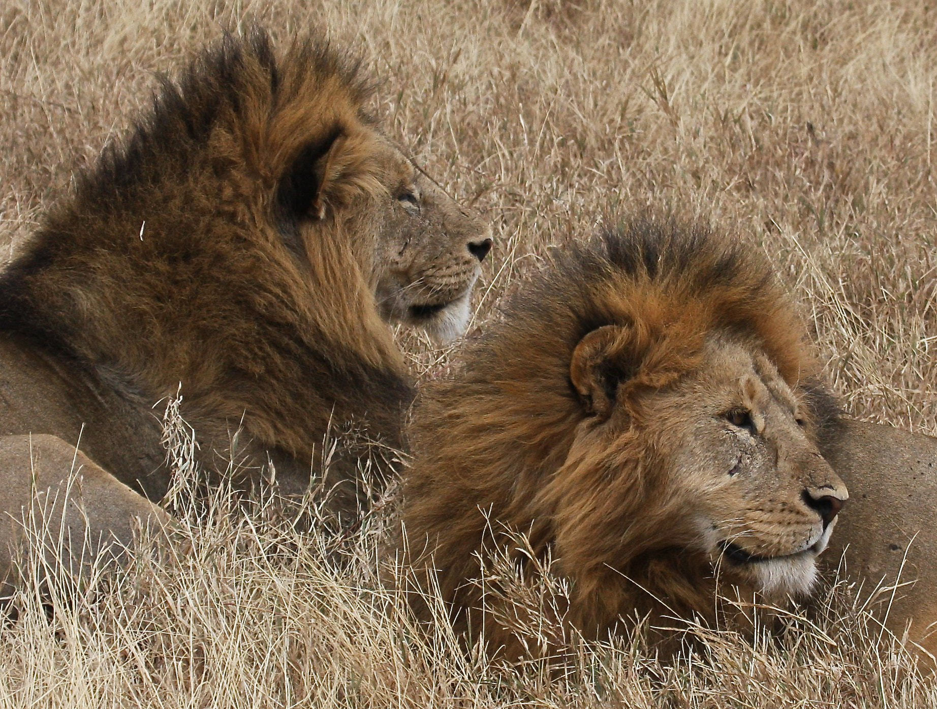 Canon EOS 40D + Canon EF 100-400mm F4.5-5.6L IS USM sample photo. Lions of ngorogoro crater photography