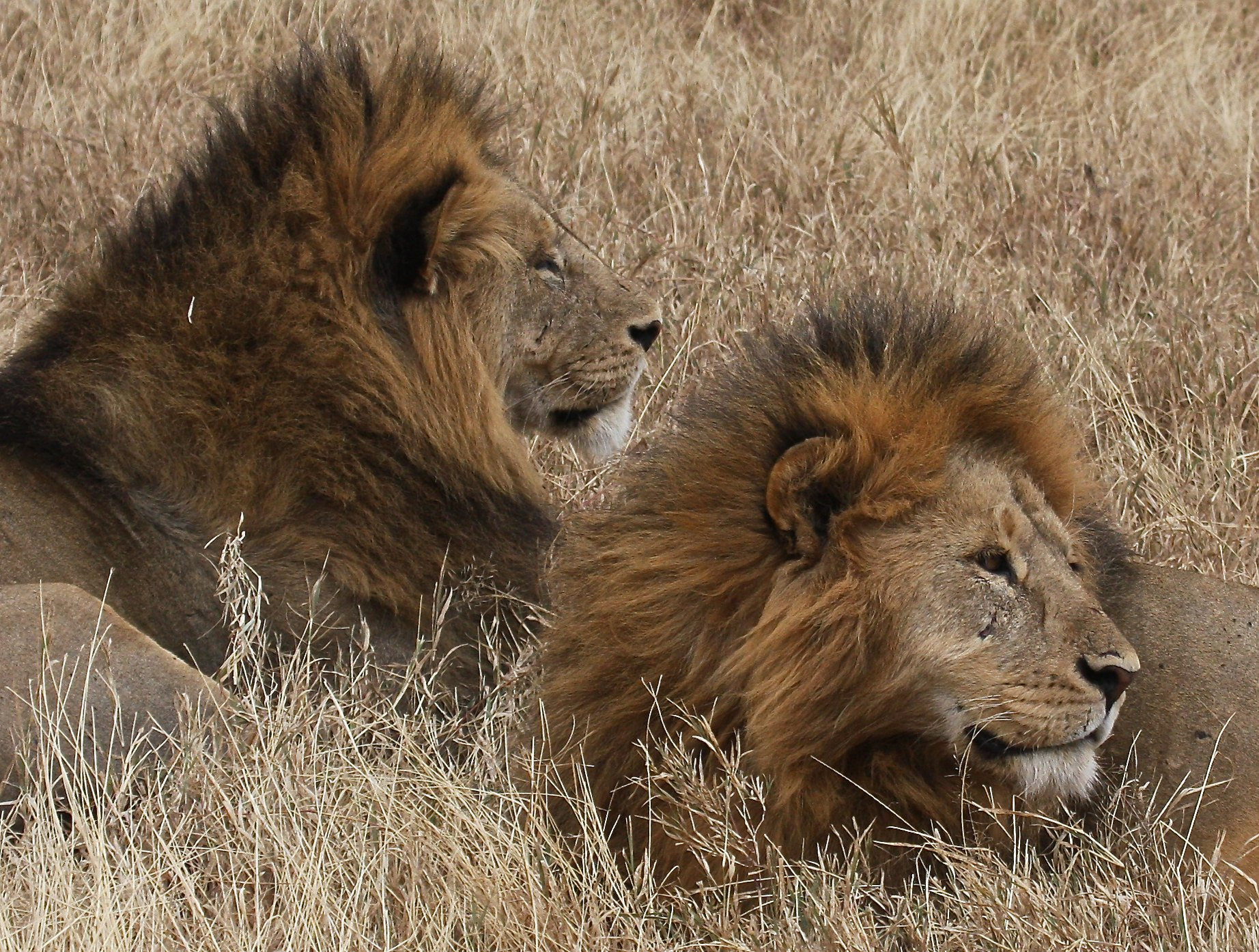 Canon EF 100-400mm F4.5-5.6L IS USM sample photo. Lions of ngorogoro crater photography