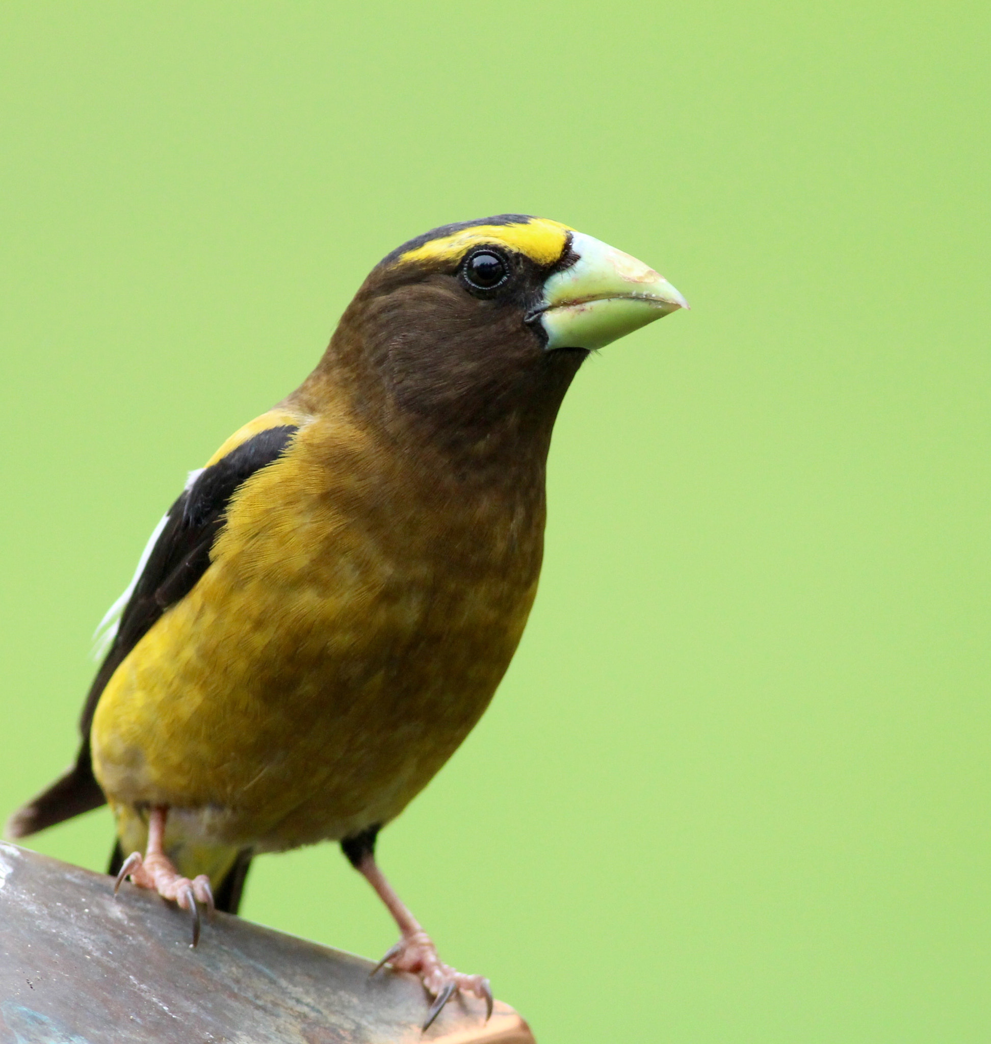 Canon EOS 100D (EOS Rebel SL1 / EOS Kiss X7) + Canon EF 400mm F5.6L USM sample photo. Evening grosbeak photography