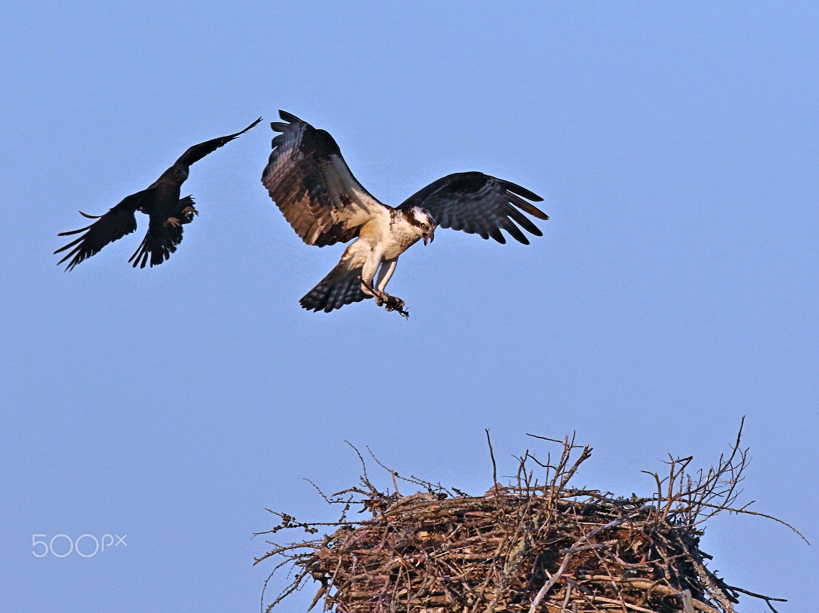 Canon EF 400mm F4 DO IS II USM sample photo. Unwelcome osprey photography
