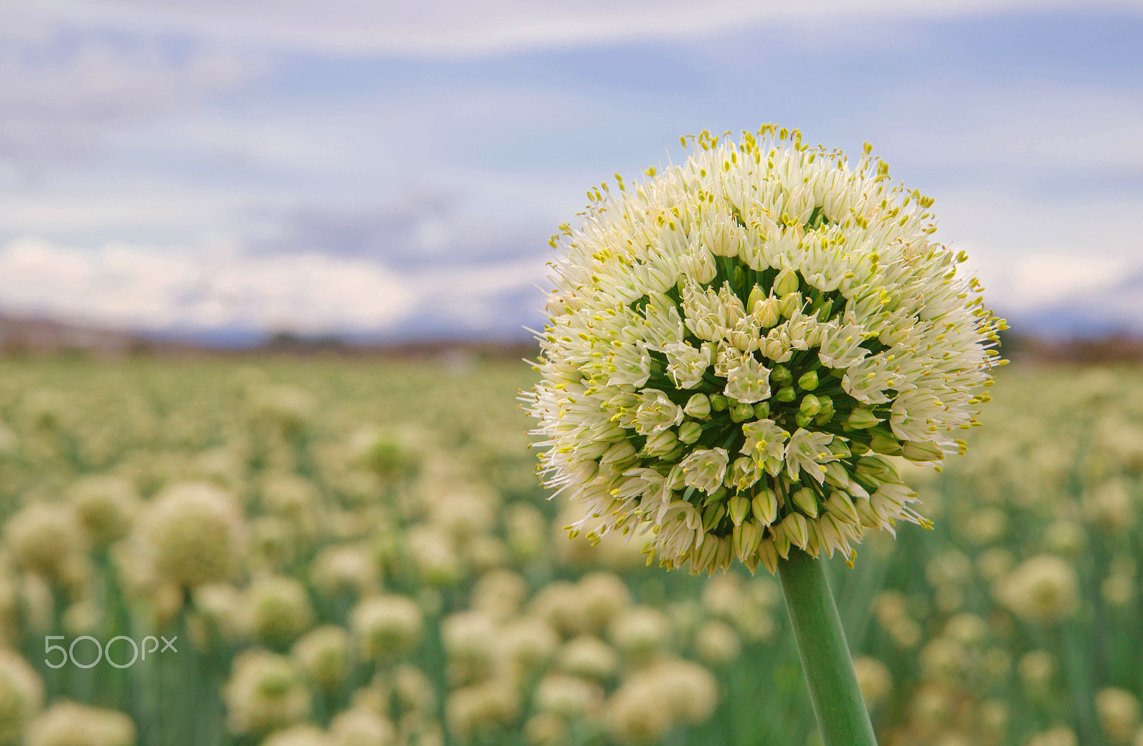 Canon EF-S 17-55mm F2.8 IS USM sample photo. Onion blossom photography