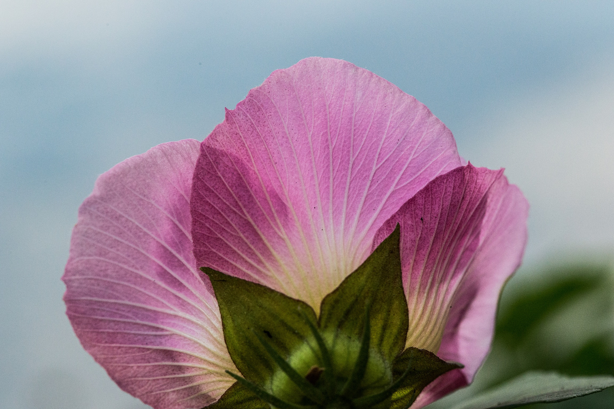 Canon EF 100mm F2.8L Macro IS USM sample photo