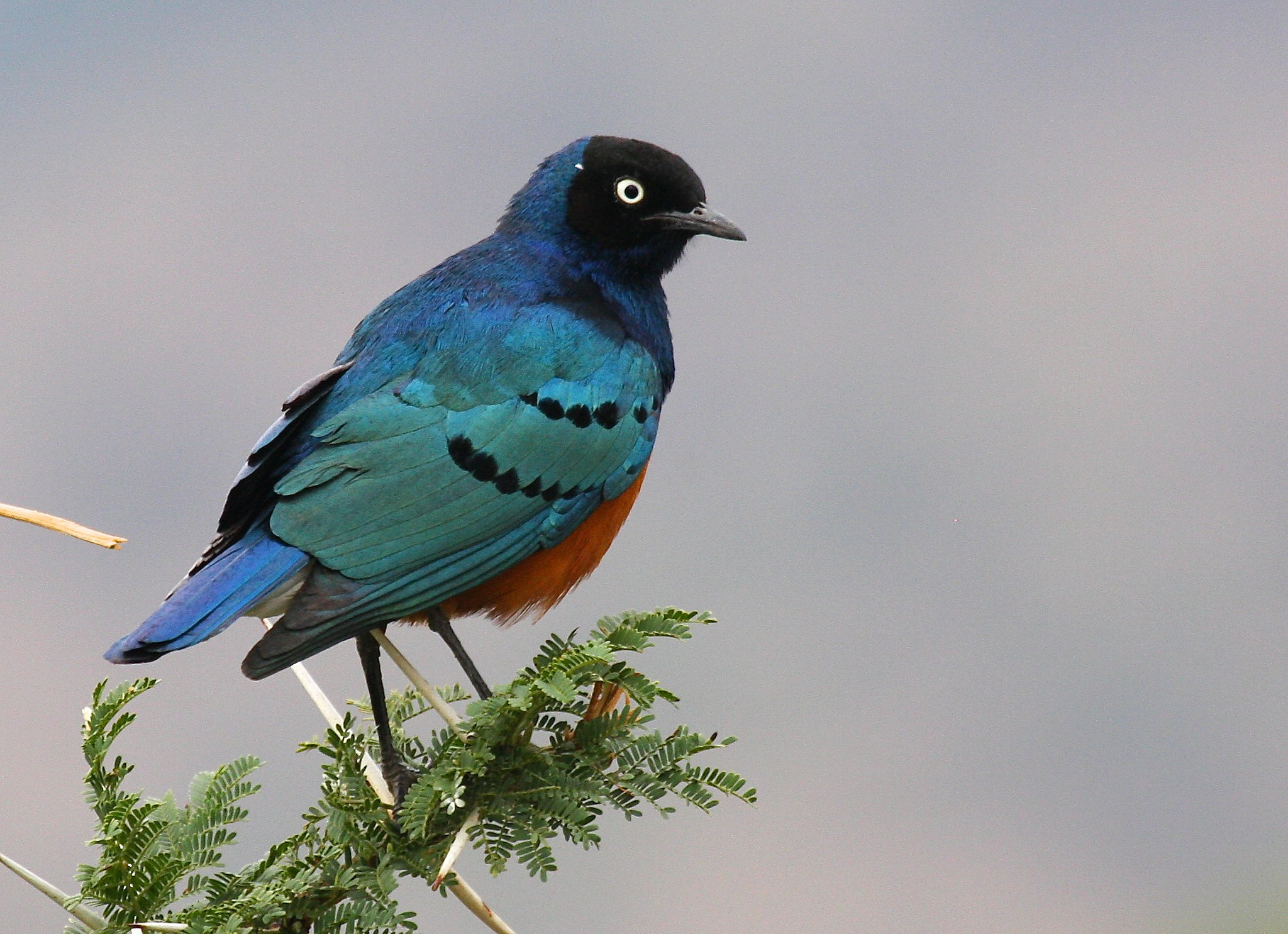 Canon EF 100-400mm F4.5-5.6L IS USM sample photo. African starling photography