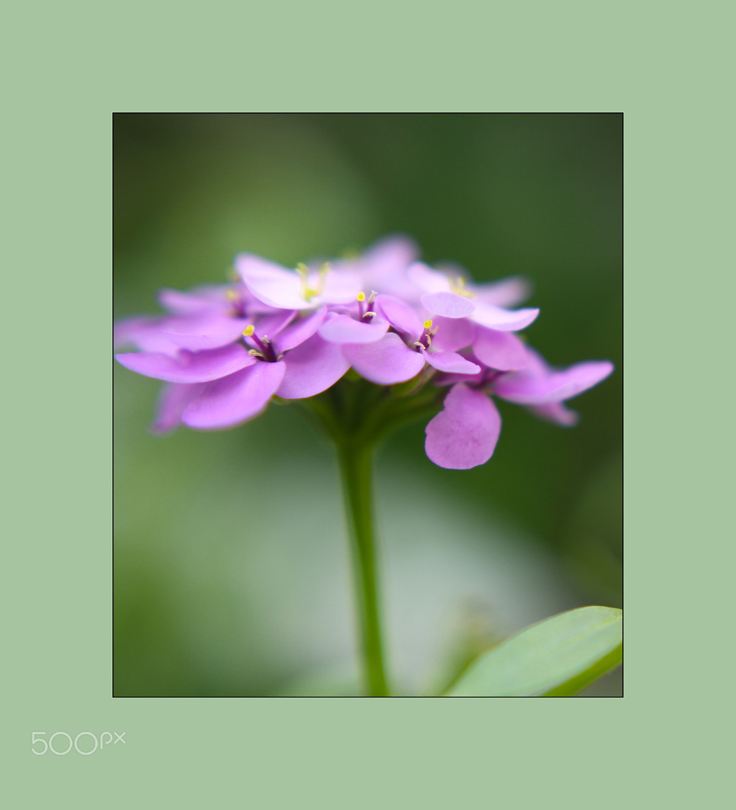 Canon EOS 50D + Canon EF 40mm F2.8 STM sample photo. 28.4.16 photography
