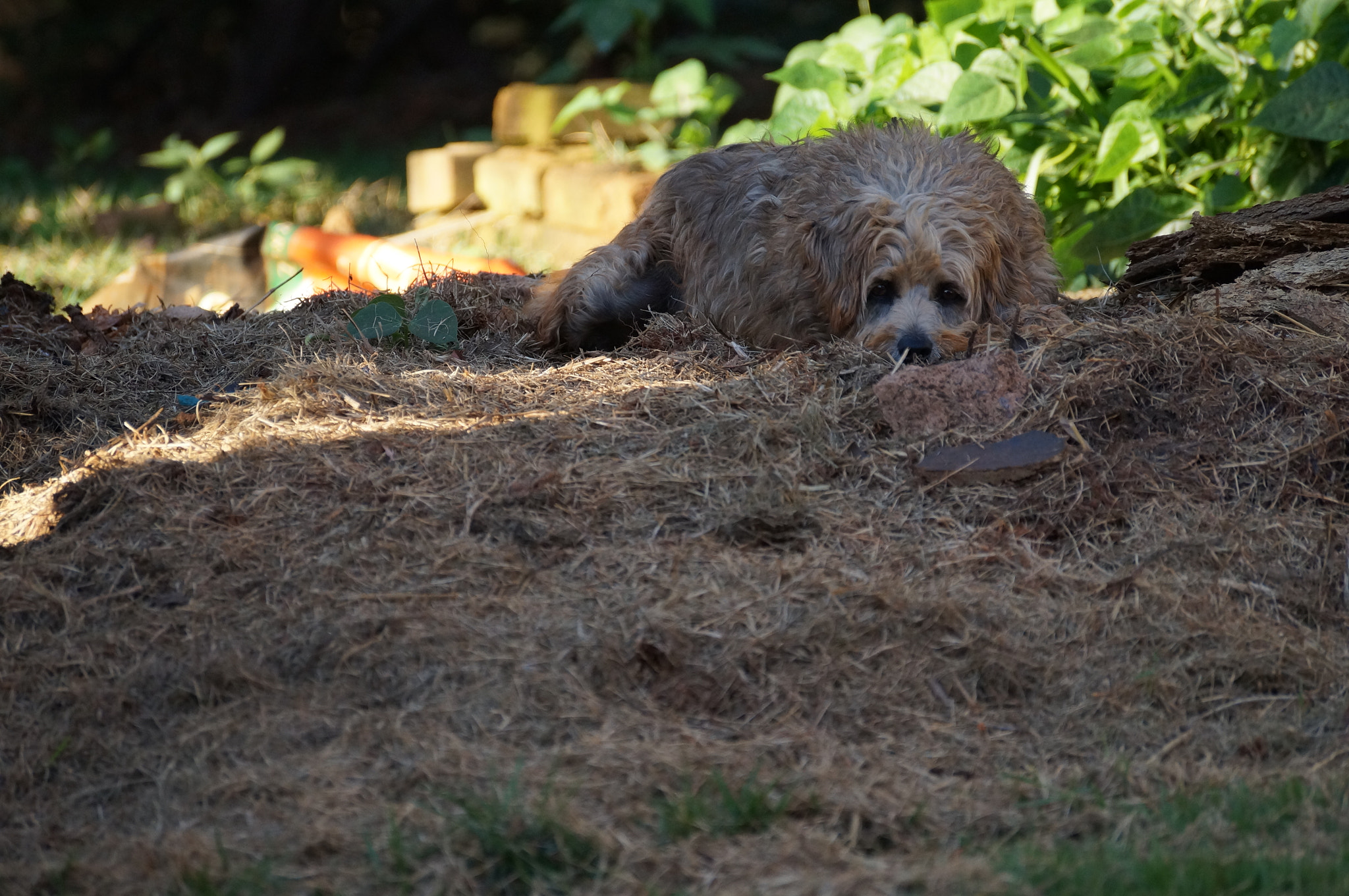 Sony SLT-A37 sample photo. Trying to hide photography