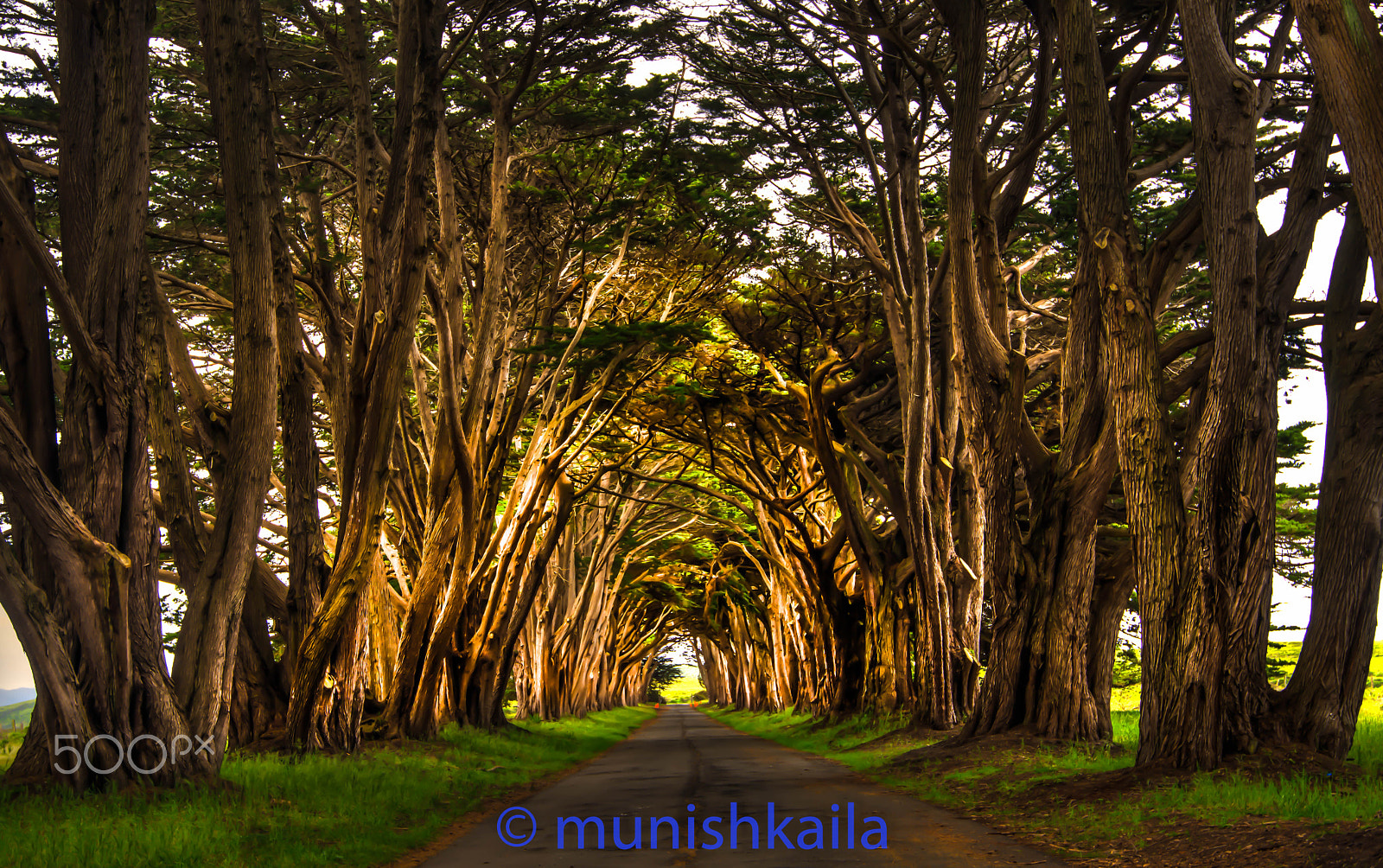 Nikon AF-S Nikkor 16-35mm F4G ED VR sample photo. Under the umbrella of trees photography