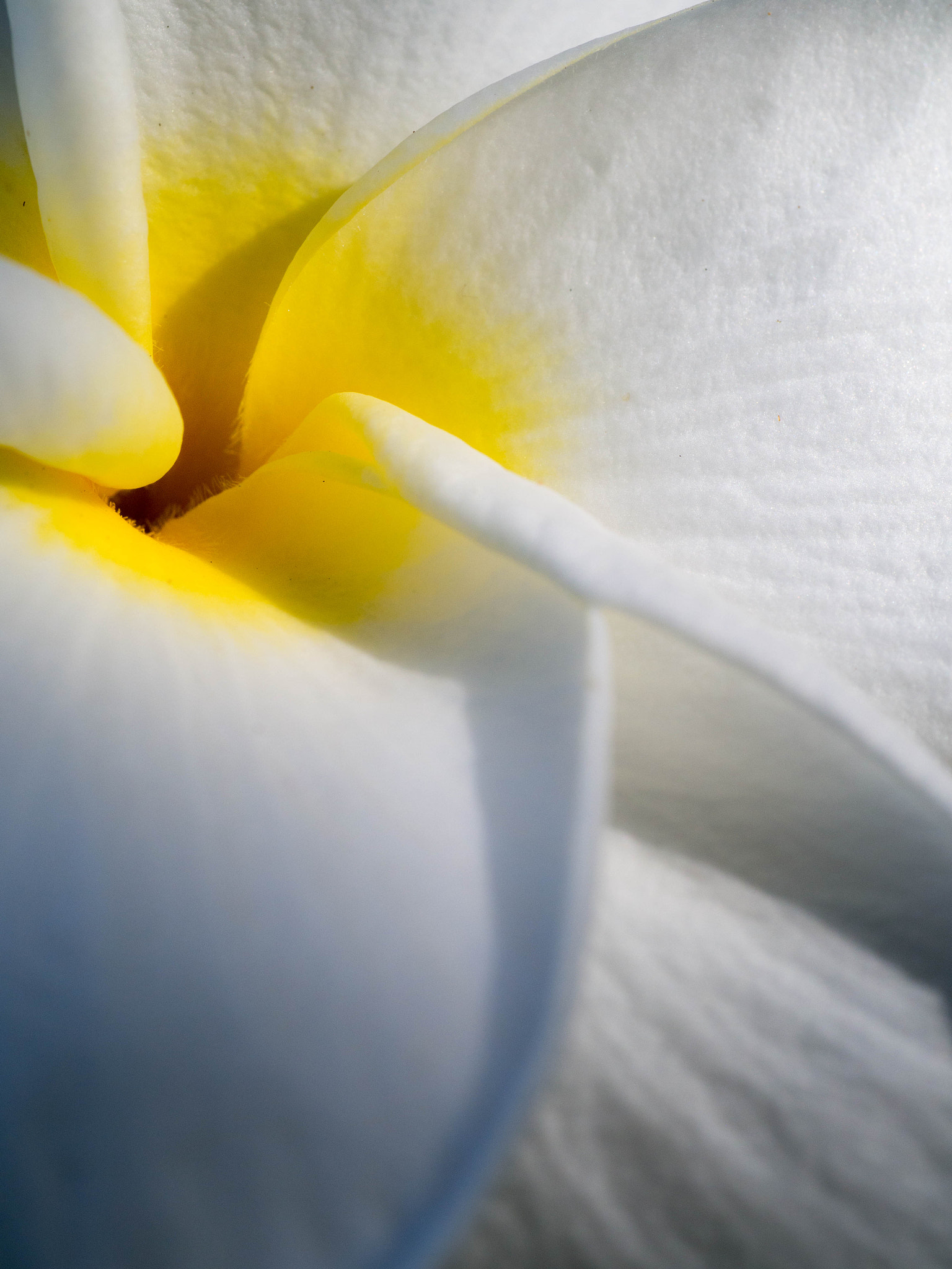 Olympus OM-D E-M5 + Panasonic Leica DG Macro-Elmarit 45mm F2.8 ASPH OIS sample photo. Soft white hawaiian flower photography