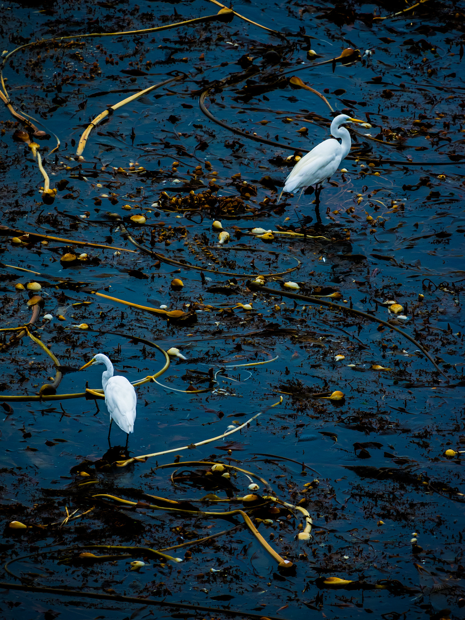 Olympus OM-D E-M1 + LEICA DG 100-400/F4.0-6.3 sample photo. Two egrets on kelp photography