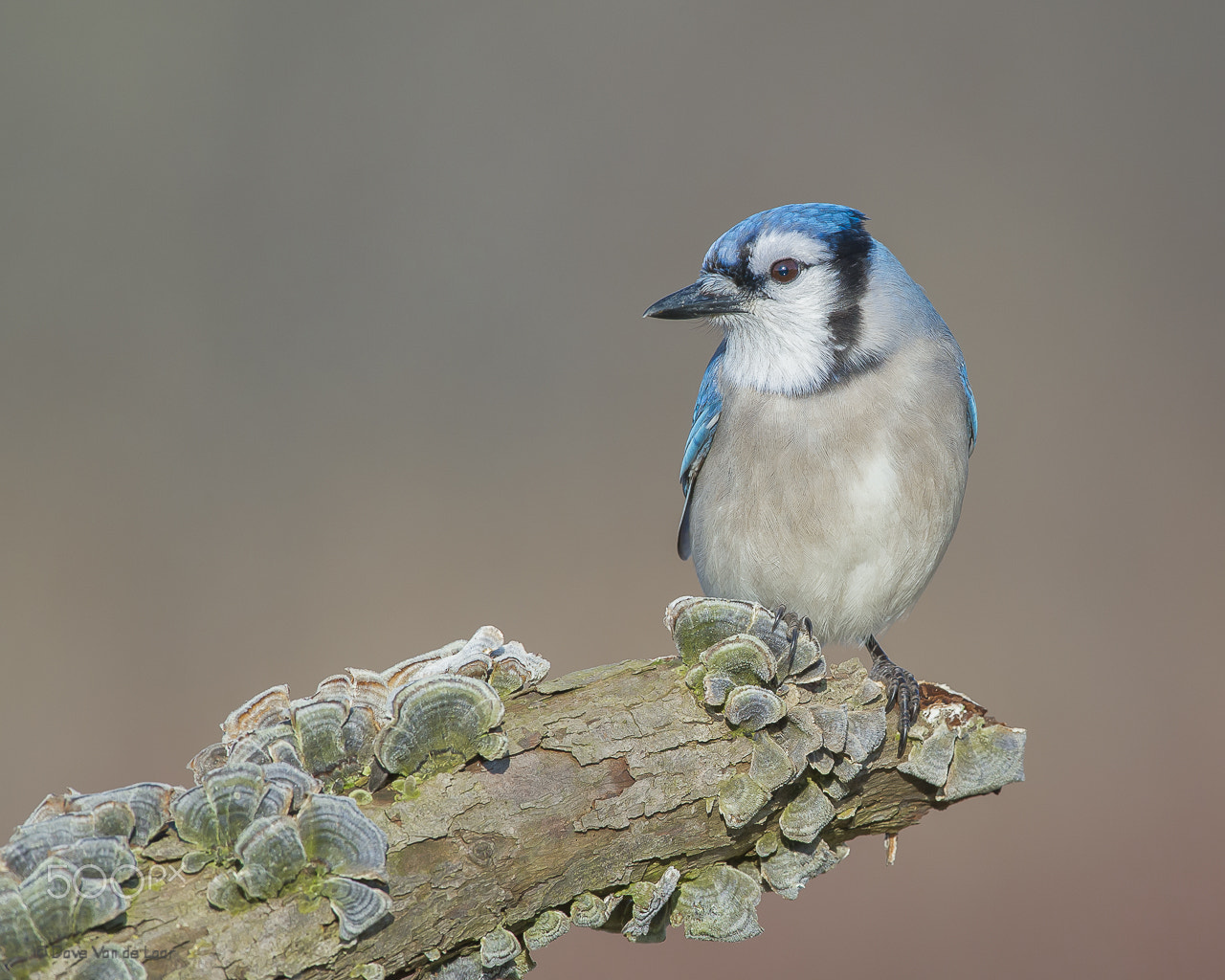 Nikon D3S + Nikon AF-S Nikkor 600mm F4G ED VR sample photo. Blue jay photography