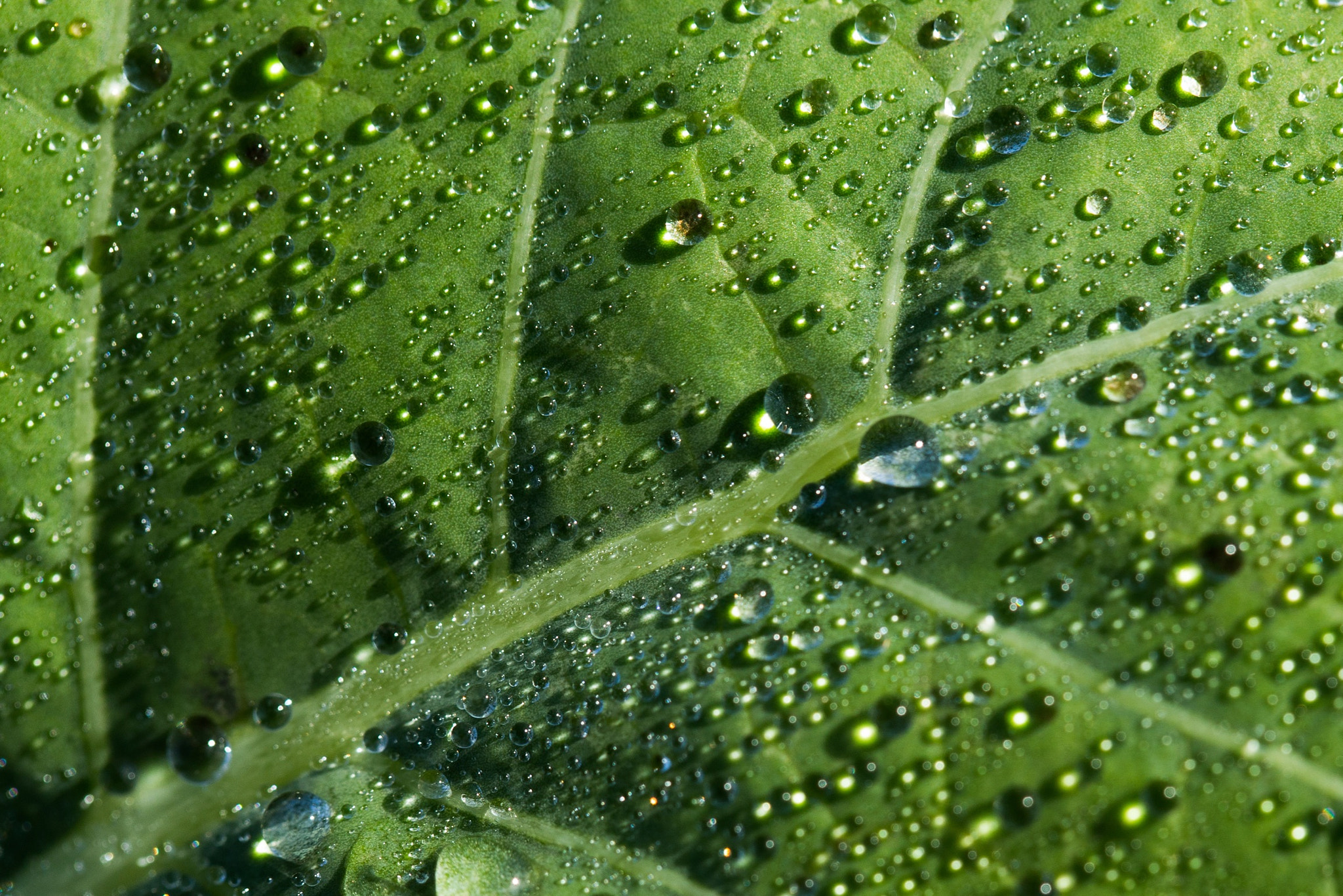 Canon EF 100mm F2.8L Macro IS USM sample photo