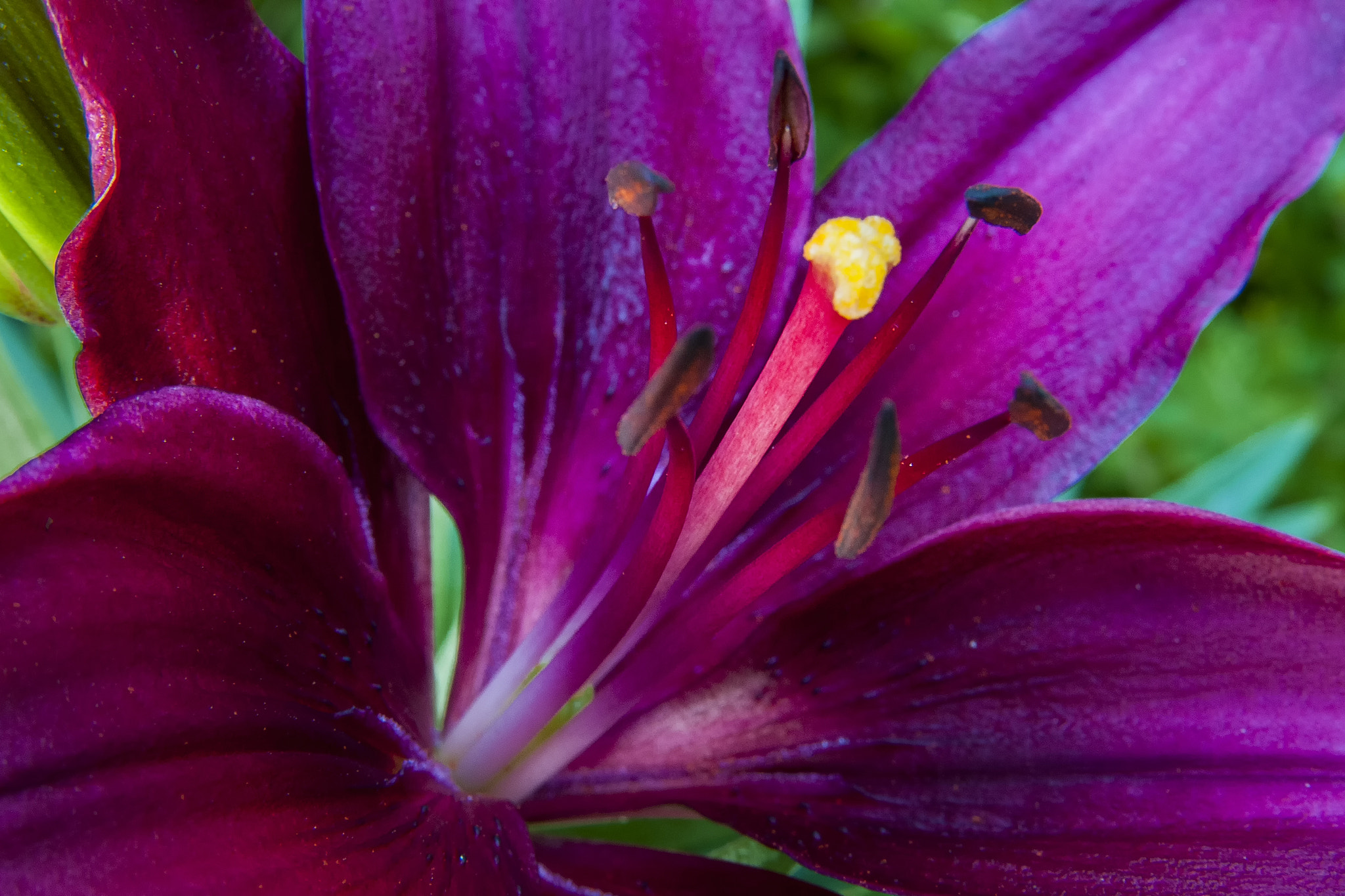 Nikon D300S sample photo. Red lily photography