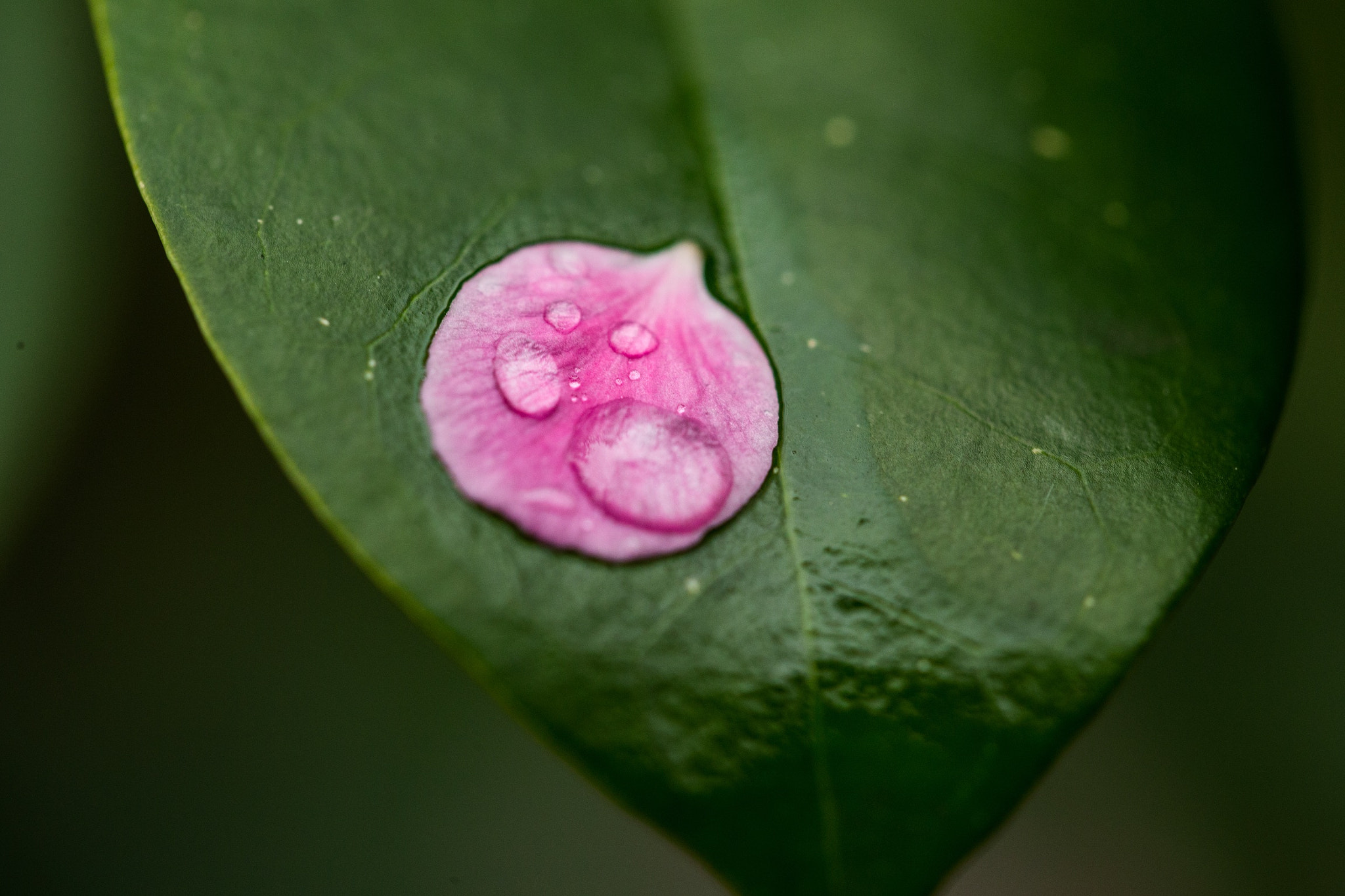 Canon EF 100mm F2.8L Macro IS USM sample photo