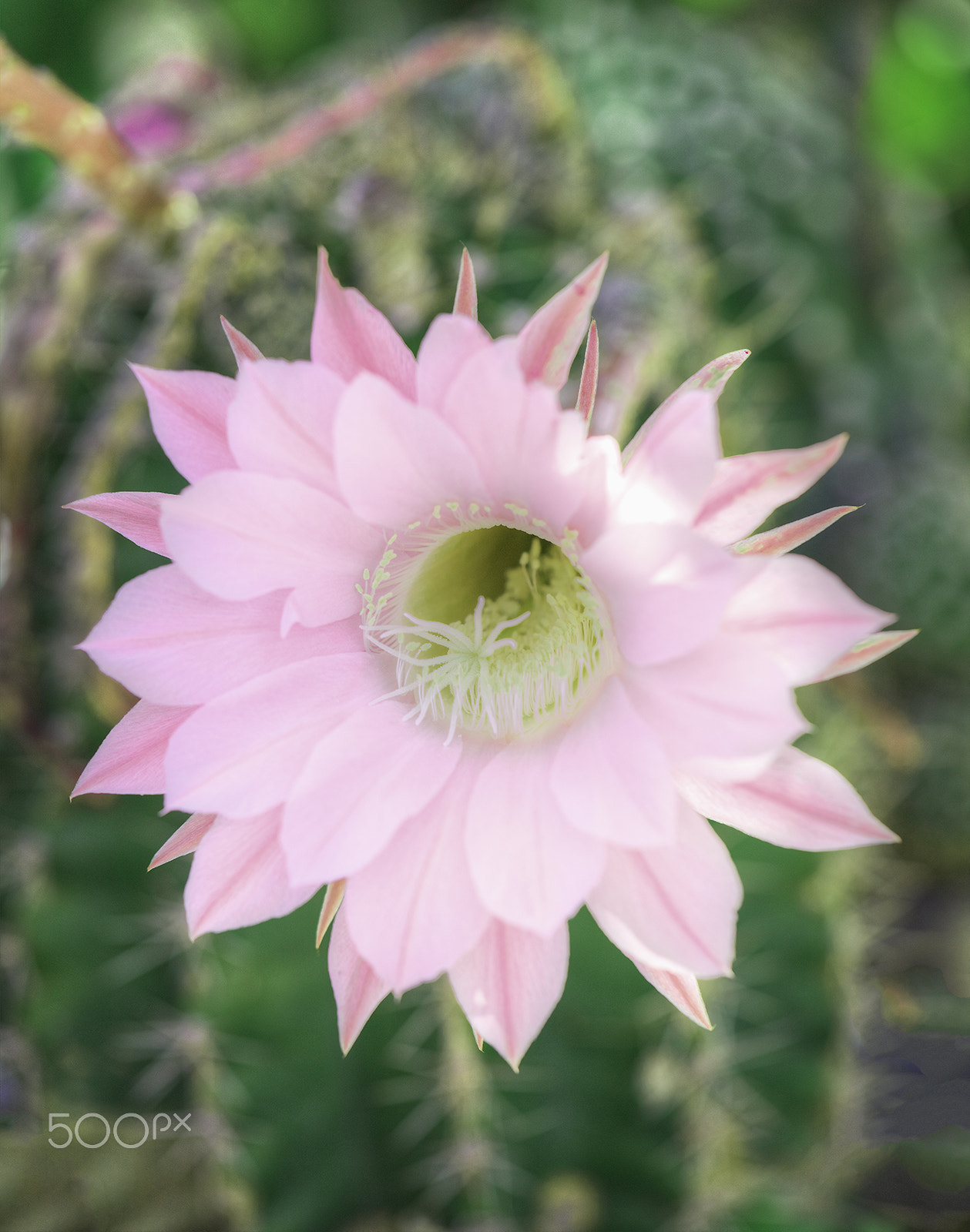 Canon EOS 5DS + Canon EF 100mm F2.8L Macro IS USM sample photo. Blooming lotus flower photography