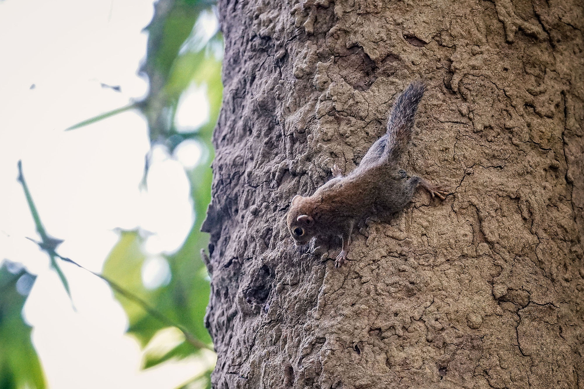 Sony 70-300mm F4.5-5.6 G SSM sample photo. Least pygmy squirrel / plain pygmy squirrel photography