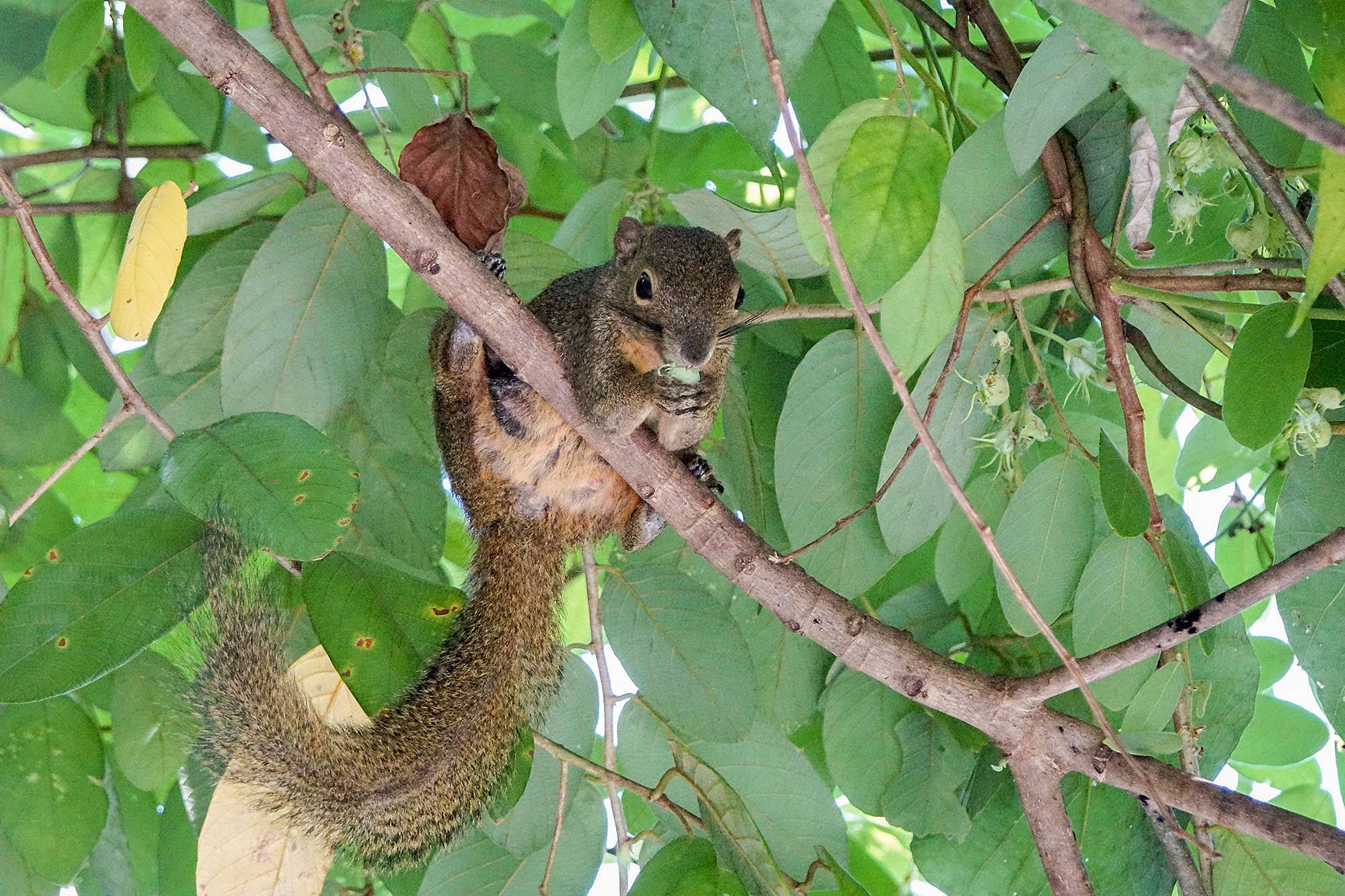 Sony ILCA-77M2 + Sony 70-400mm F4-5.6 G SSM II sample photo. Plantain squirrel / tricoloured squirrel photography