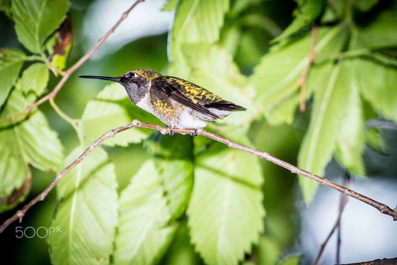 Canon EOS 5DS R + Canon EF 70-200mm F4L USM sample photo. _m6a2403.jpg photography