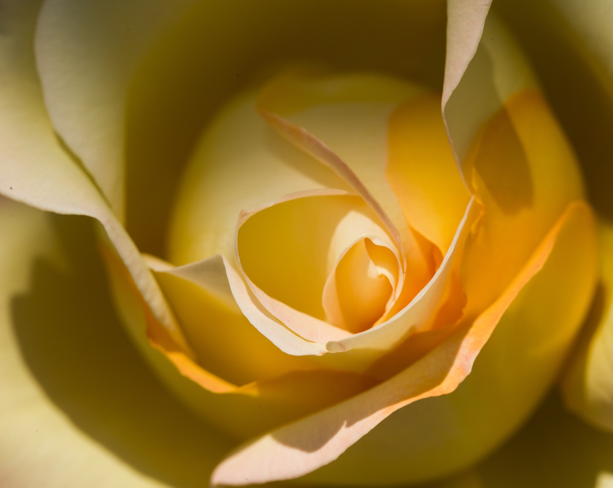 Canon EF 100mm F2.8L Macro IS USM sample photo