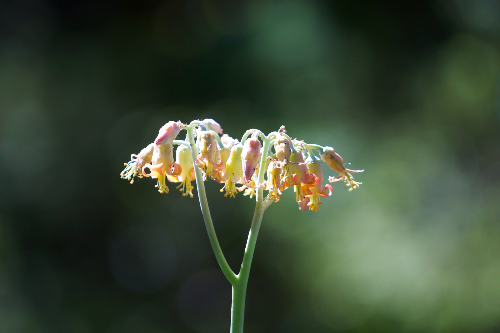 Sony a6000 + Sony FE 70-200mm F4 G OSS sample photo. Cactus flowers photography