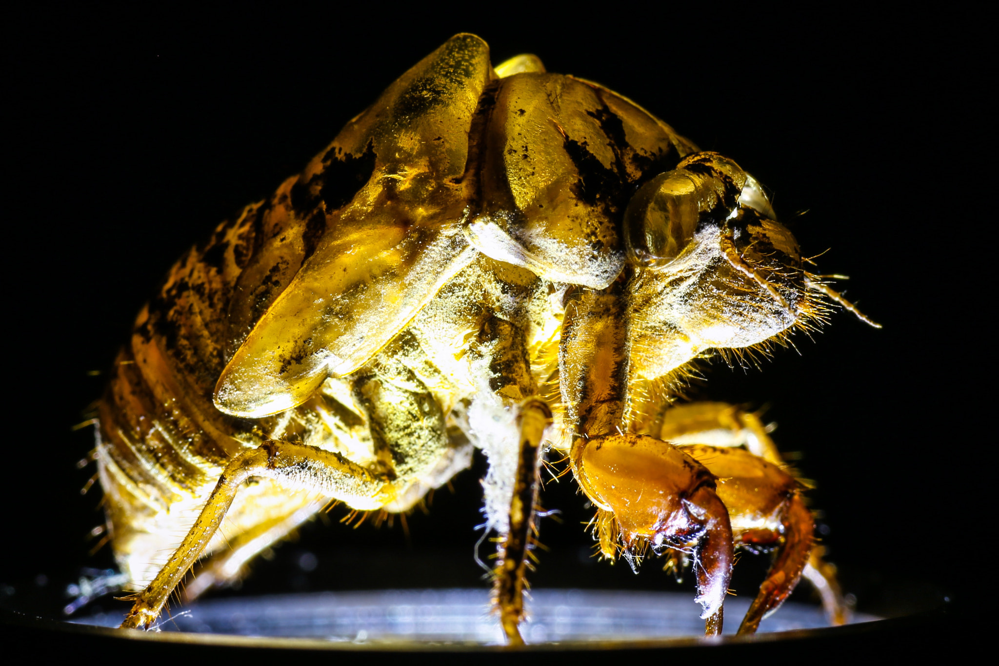 Canon 90mm sample photo. But a shell of his former self. photography