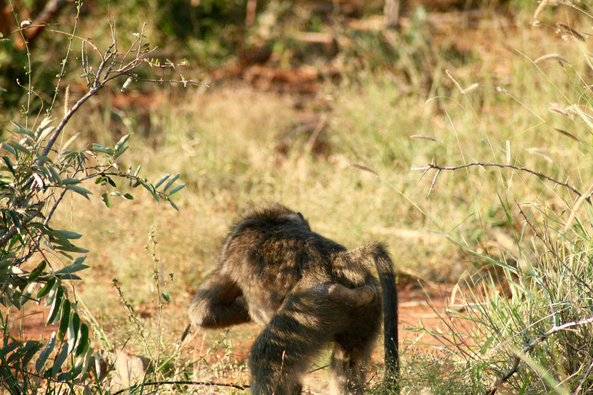 Canon EOS 400D (EOS Digital Rebel XTi / EOS Kiss Digital X) sample photo. Monkey_different perspective photography