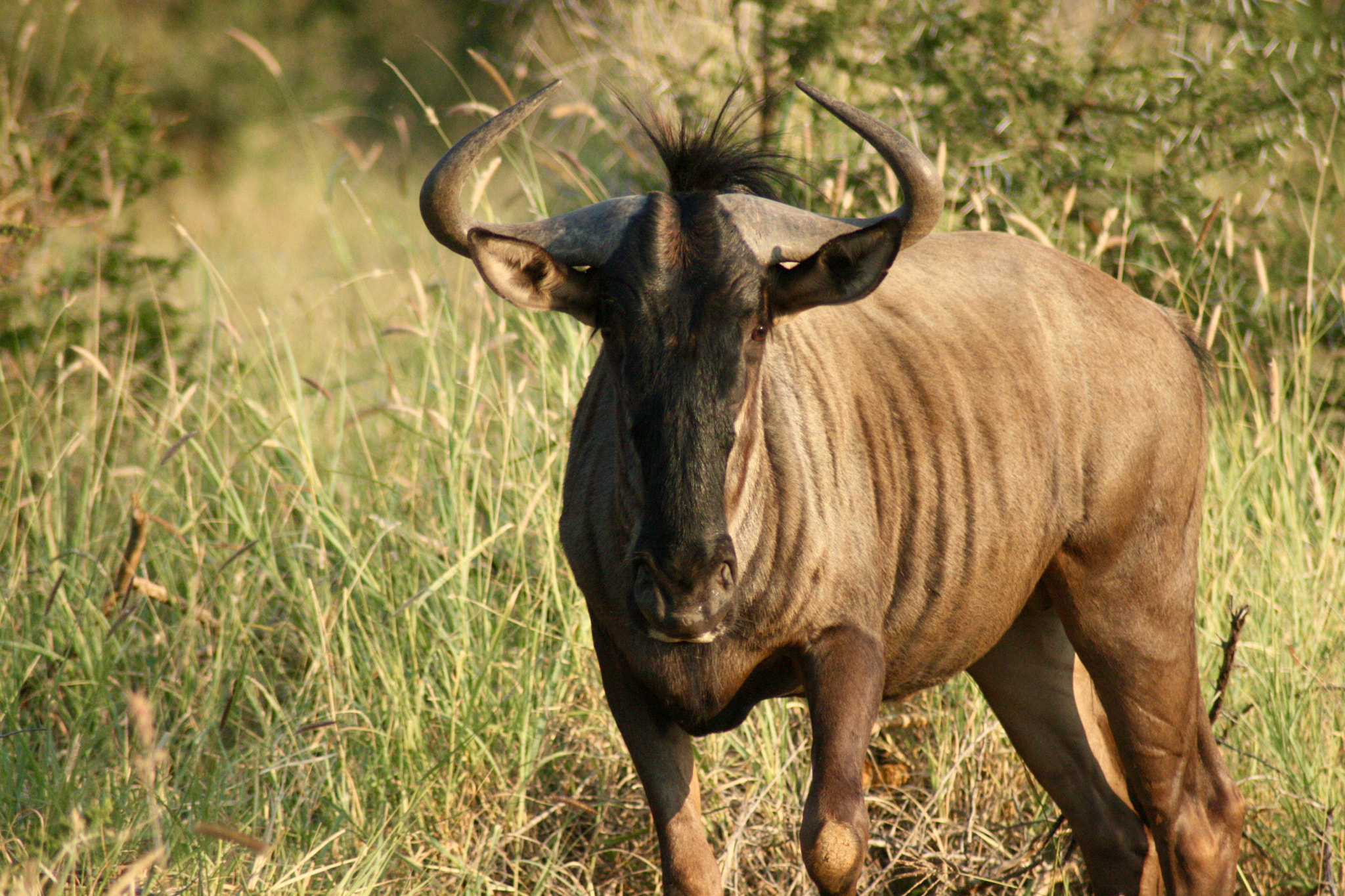 Canon EOS 400D (EOS Digital Rebel XTi / EOS Kiss Digital X) sample photo. Wildebeest portrait photography
