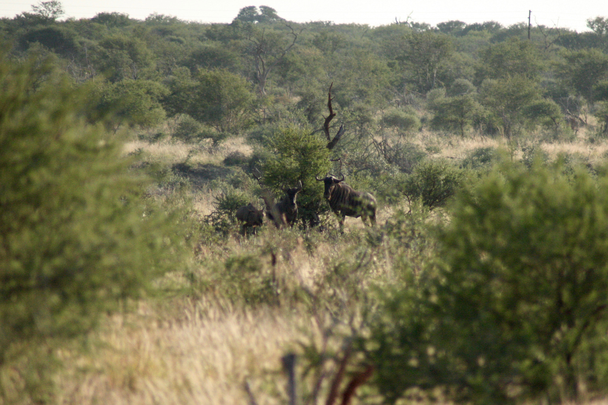Canon EOS 400D (EOS Digital Rebel XTi / EOS Kiss Digital X) sample photo. Wildebeest landscape photography