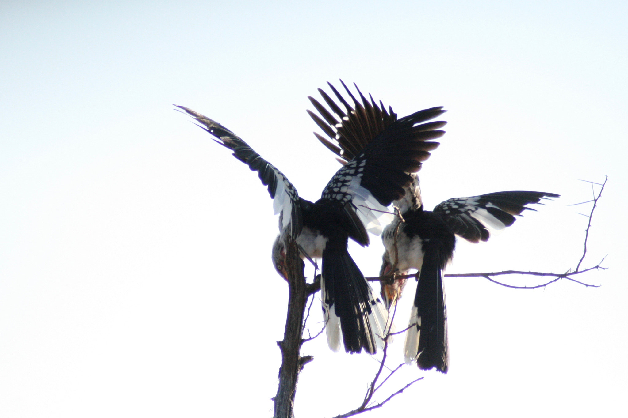 Canon EOS 400D (EOS Digital Rebel XTi / EOS Kiss Digital X) sample photo. Spread your wings photography
