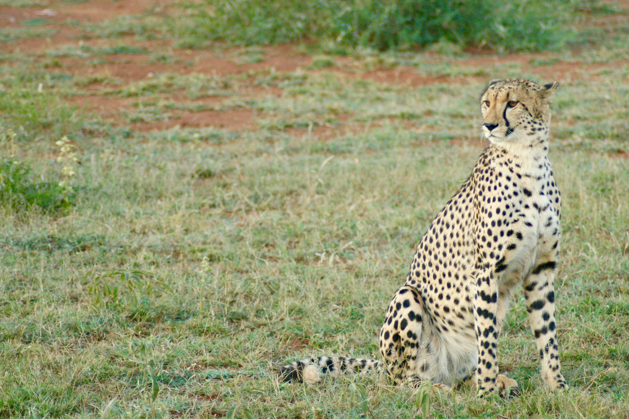 Canon EOS 400D (EOS Digital Rebel XTi / EOS Kiss Digital X) sample photo. Regal cheetah photography