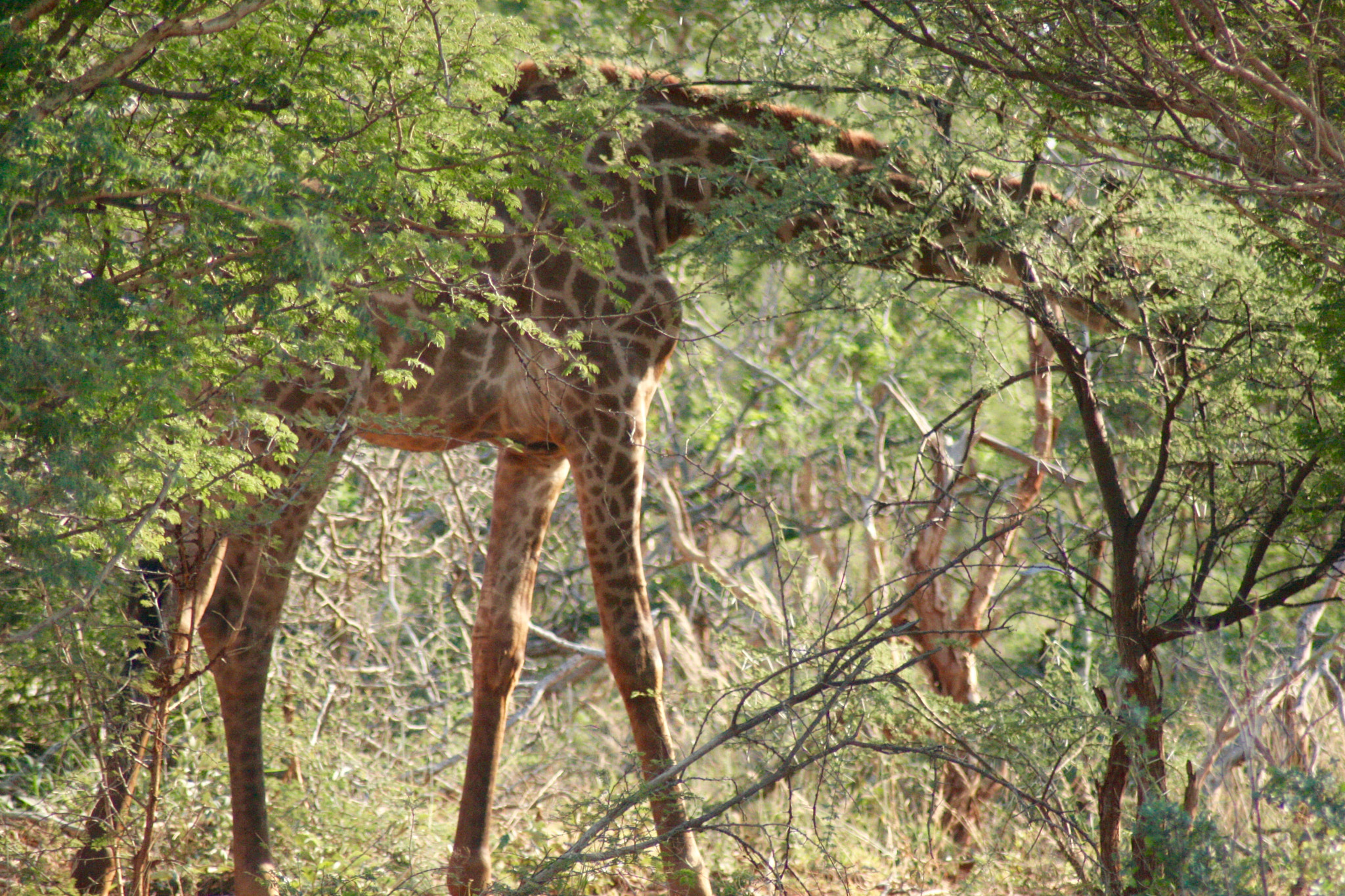 Canon EOS 400D (EOS Digital Rebel XTi / EOS Kiss Digital X) sample photo. Hidden giraffe photography