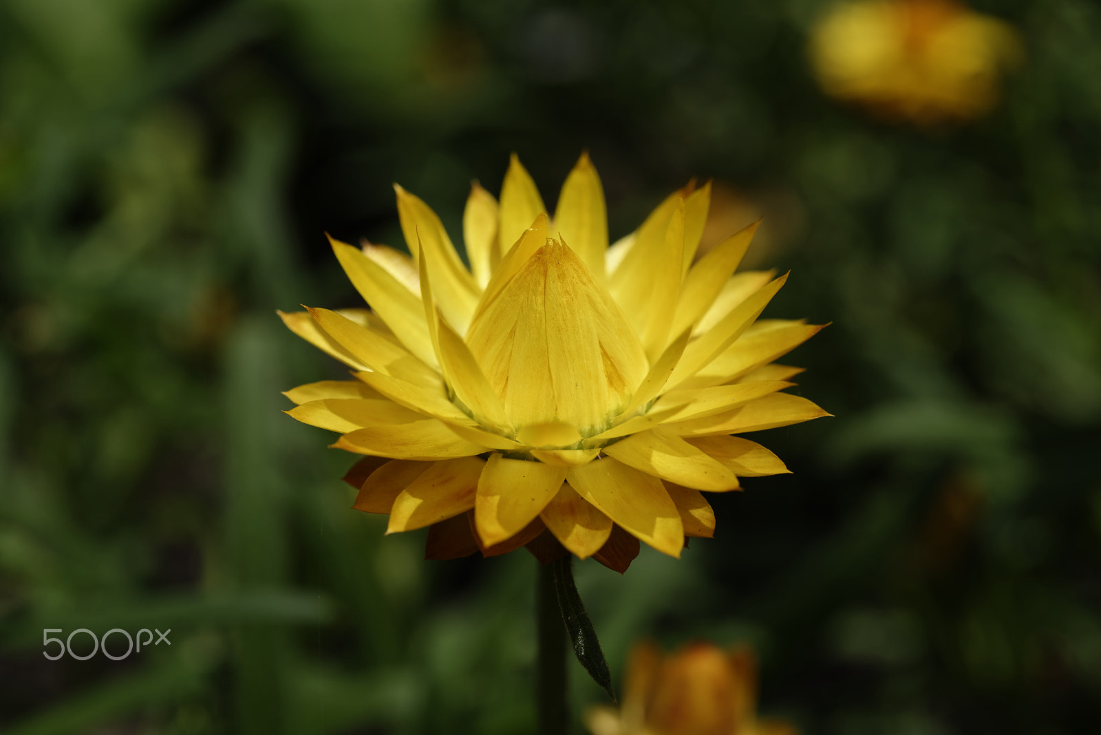Nikon AF-S Micro-Nikkor 60mm F2.8G ED sample photo. Yellow flower photography