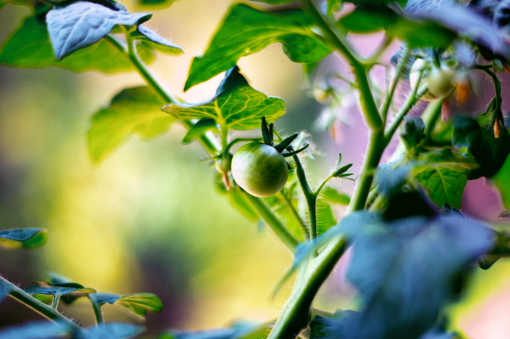 Pentax K-3 II + Pentax smc DA 50mm F1.8 sample photo. Tomato photography