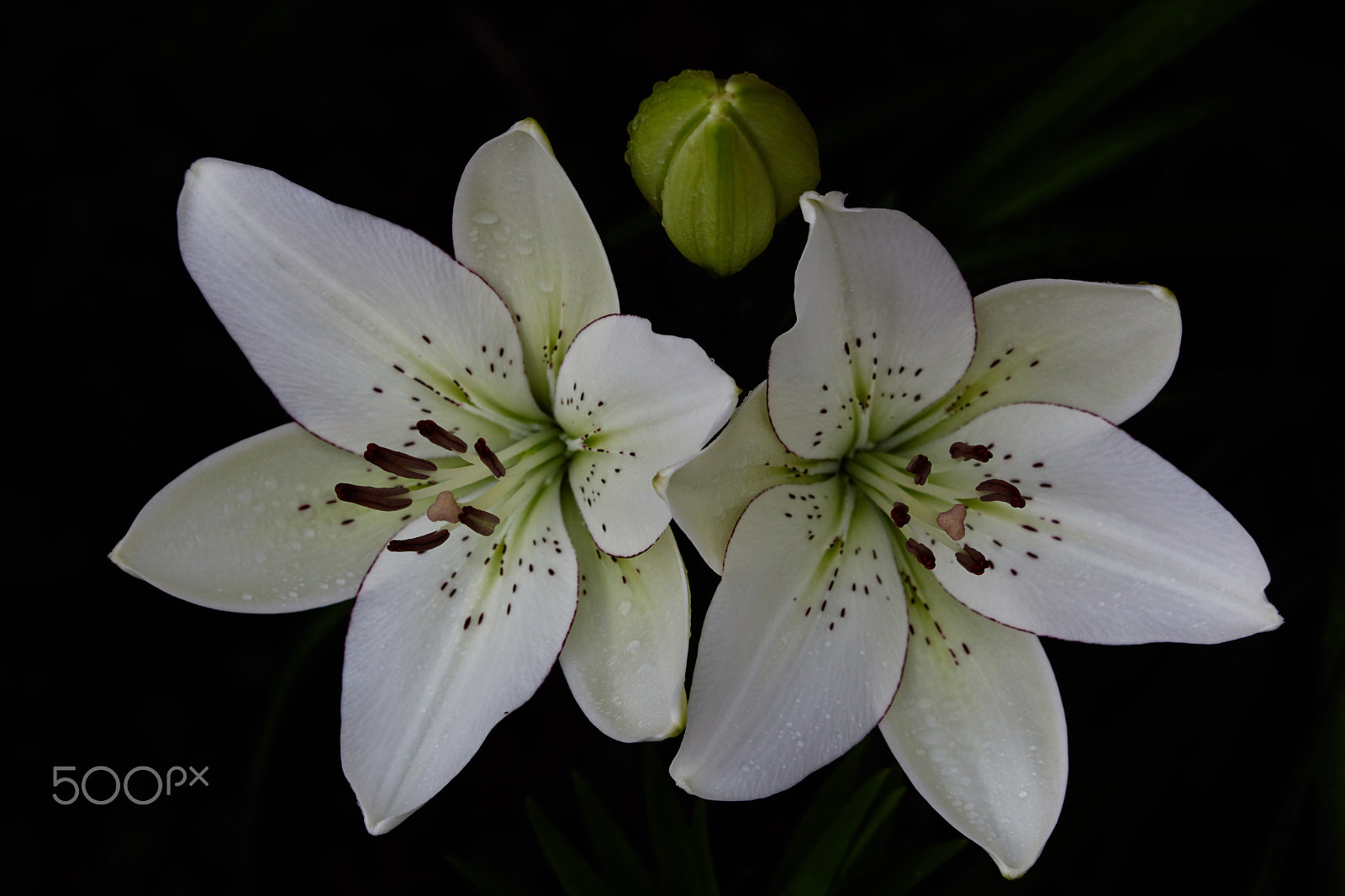 Canon EF-S 55-250mm F4-5.6 IS STM sample photo. Jul photography