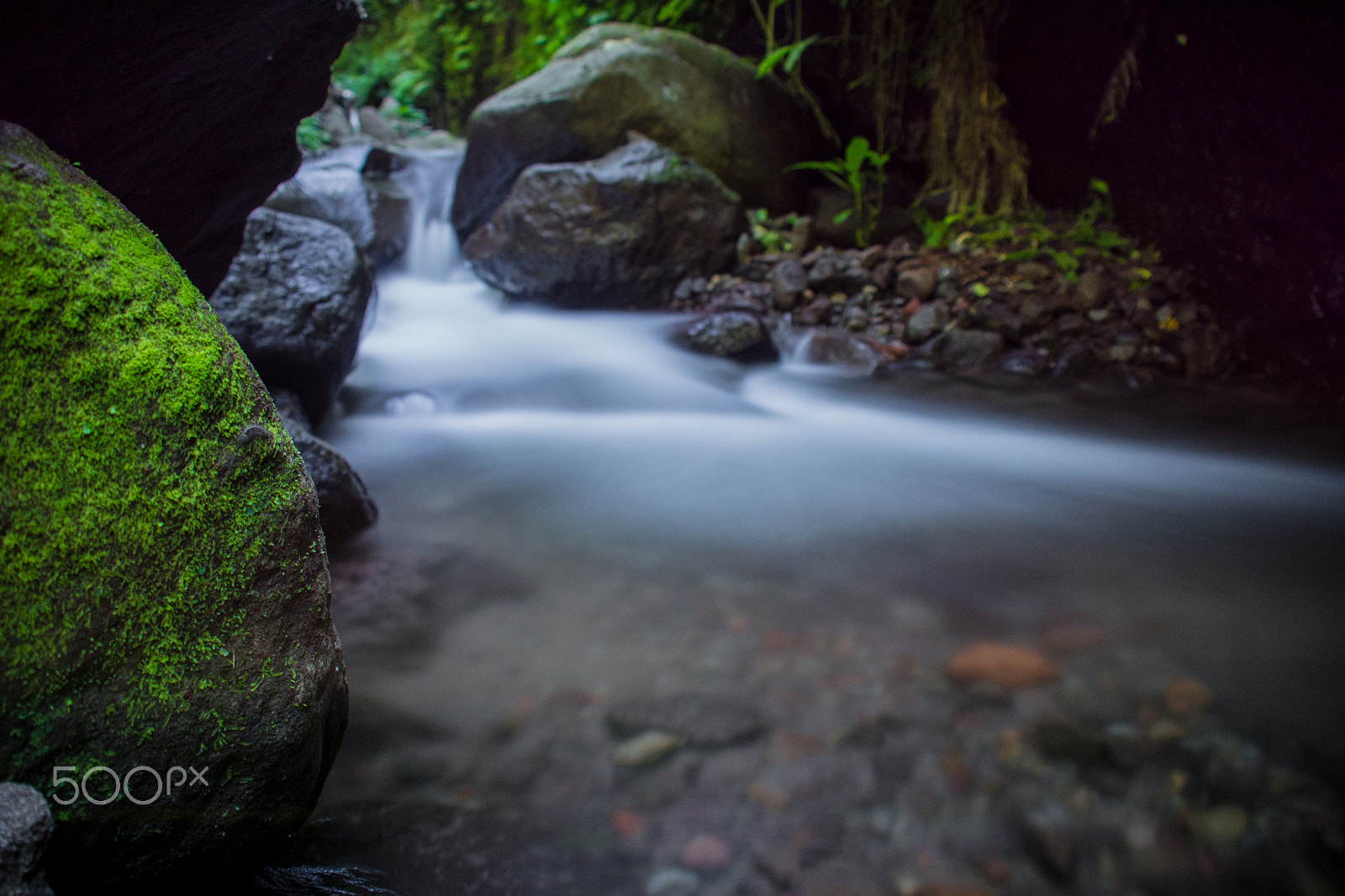 Nikon D600 sample photo. Green photography