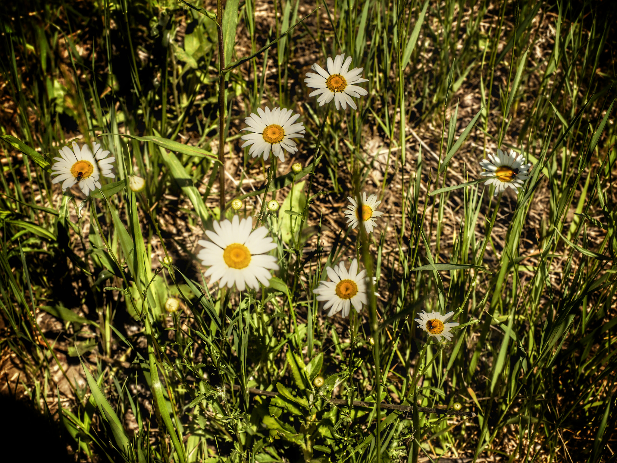 Olympus M.Zuiko Digital ED 12-40mm F2.8 Pro sample photo. Wild flowers along the trail 6/26 /16  photography