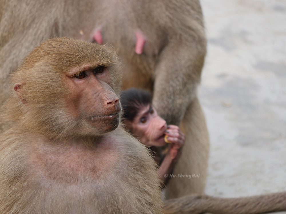 Panasonic Lumix DMC-GH4 sample photo. 猴子 photography