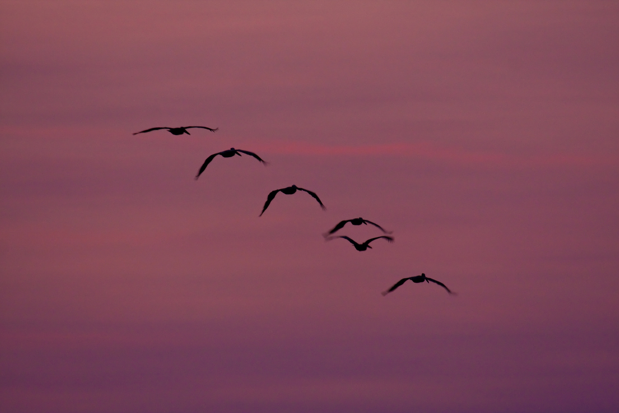 Canon EF 100-400mm F4.5-5.6L IS USM sample photo. Evening flight of the bird in georgia photography