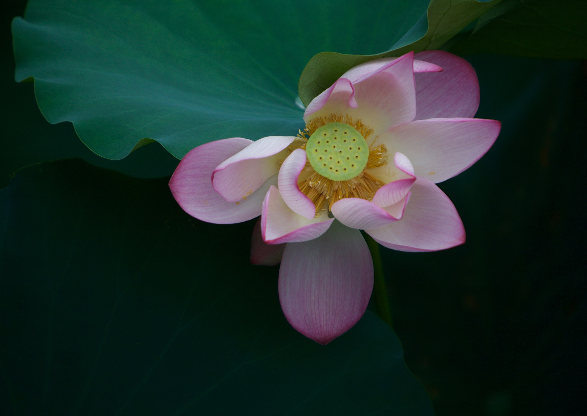 Canon EF 70-200mm F2.8L IS USM sample photo. Lotus photography