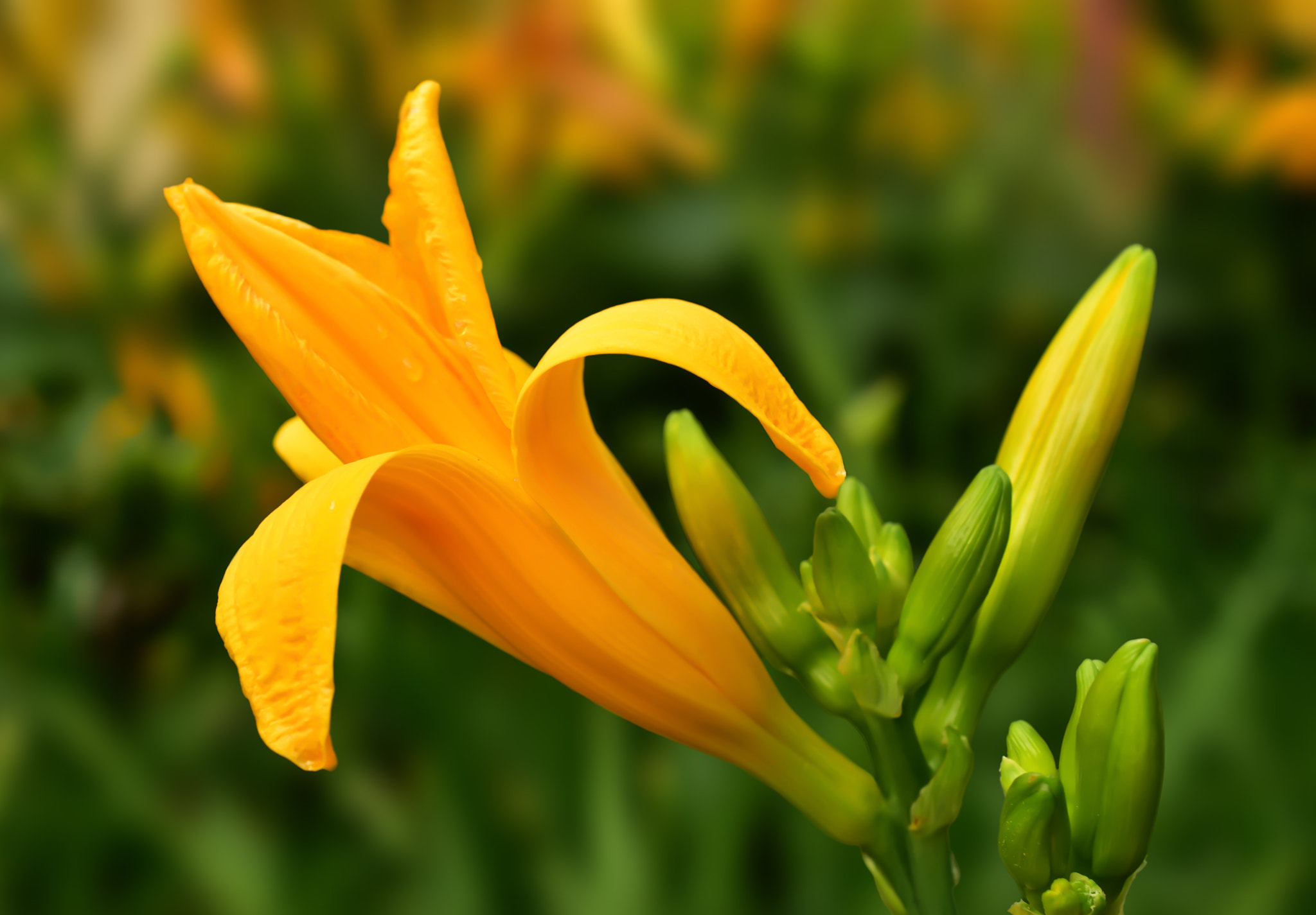 Nikon AF-S DX Micro Nikkor 40mm F2.8 sample photo. Flower # photography