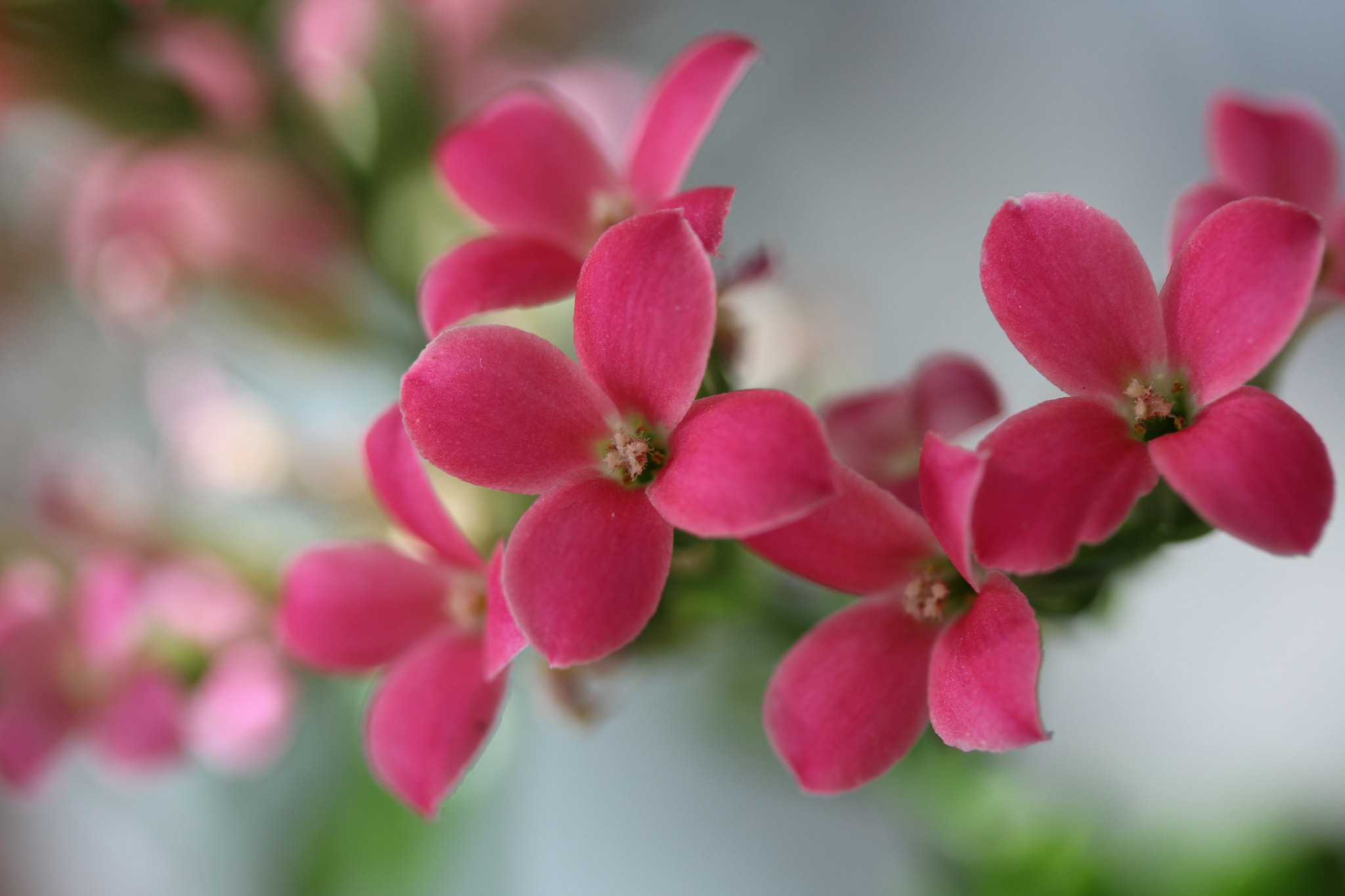 Canon EF-S 60mm F2.8 Macro USM sample photo