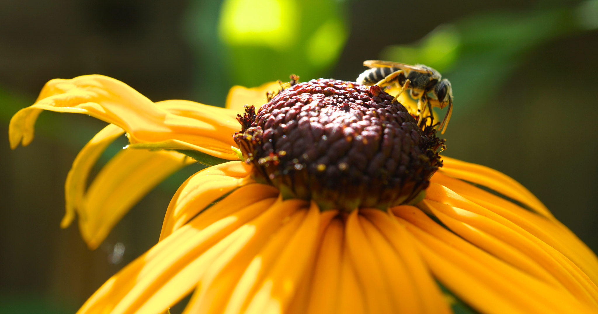Sony a6000 + Sony E 30mm F3.5 sample photo. Black eyed susan photography