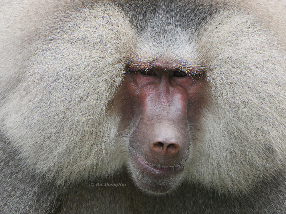 Panasonic Lumix DMC-GH4 sample photo. 狒狒 photography