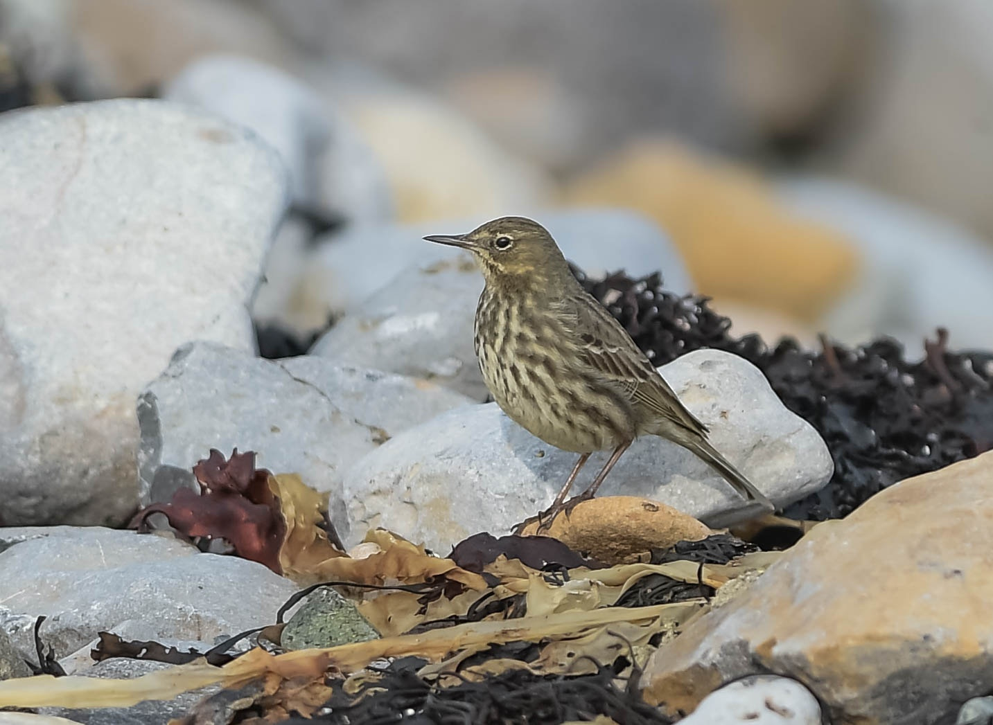 Nikon AF-S Nikkor 300mm F2.8G ED VR II sample photo. Rock pipit. photography
