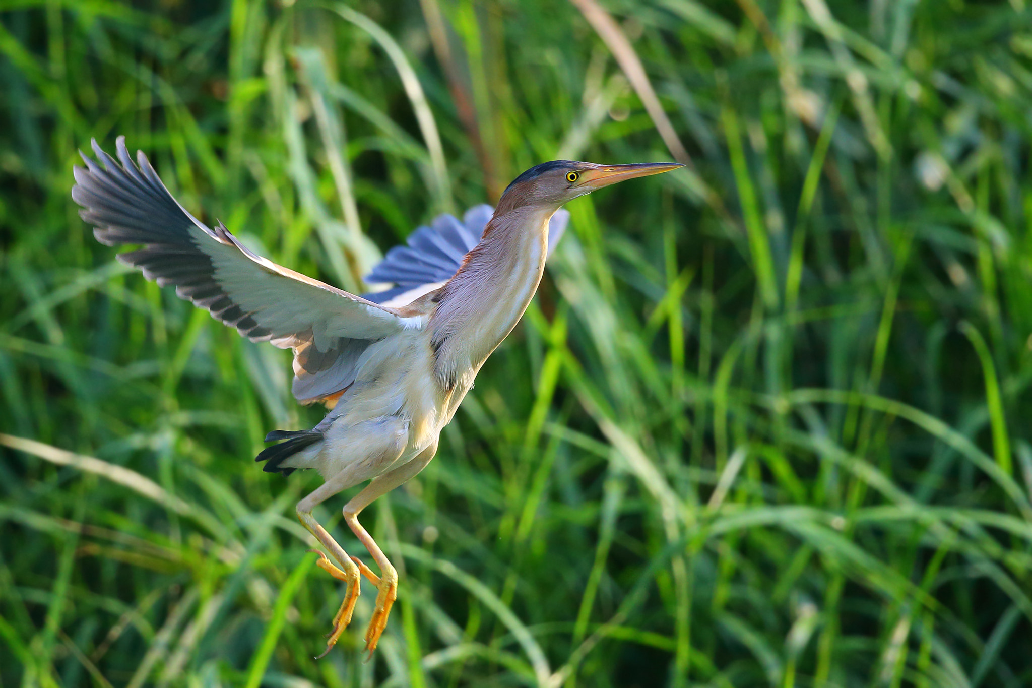 Canon EF 300mm F2.8L IS II USM sample photo. Ixobrychus sinensis photography