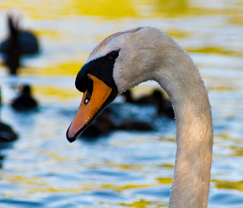 Canon EOS 7D + Canon EF 70-210mm f/4 sample photo. Portrait of a swan photography