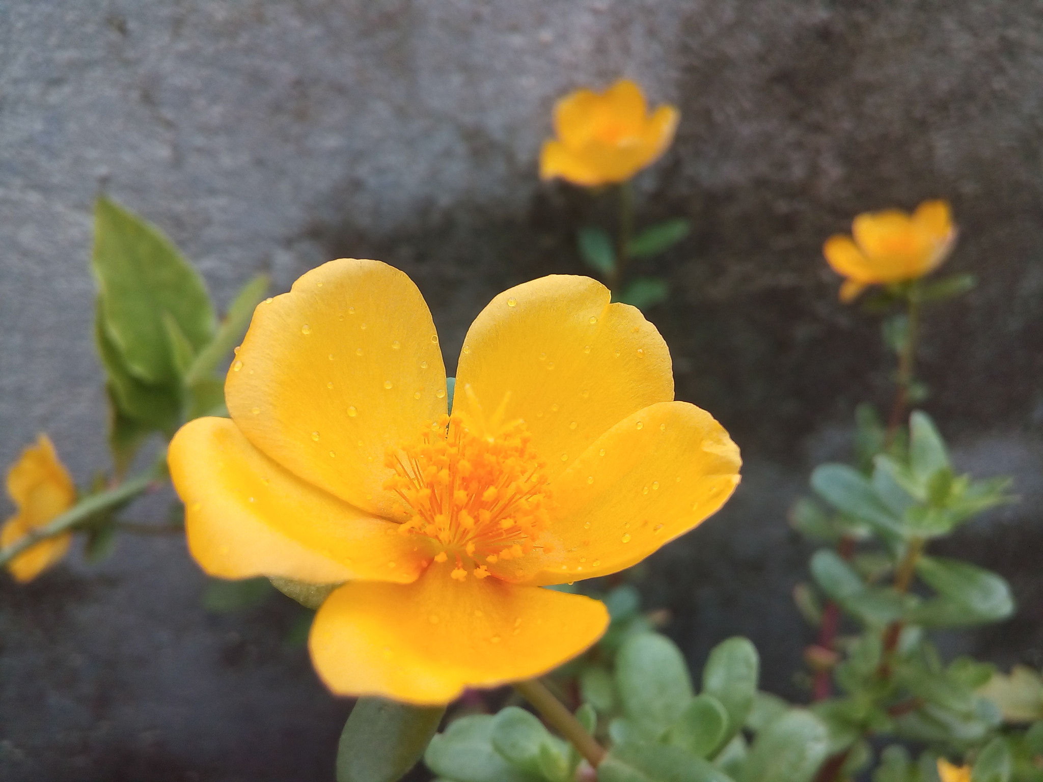 Micromax Canvas Juice 4G sample photo