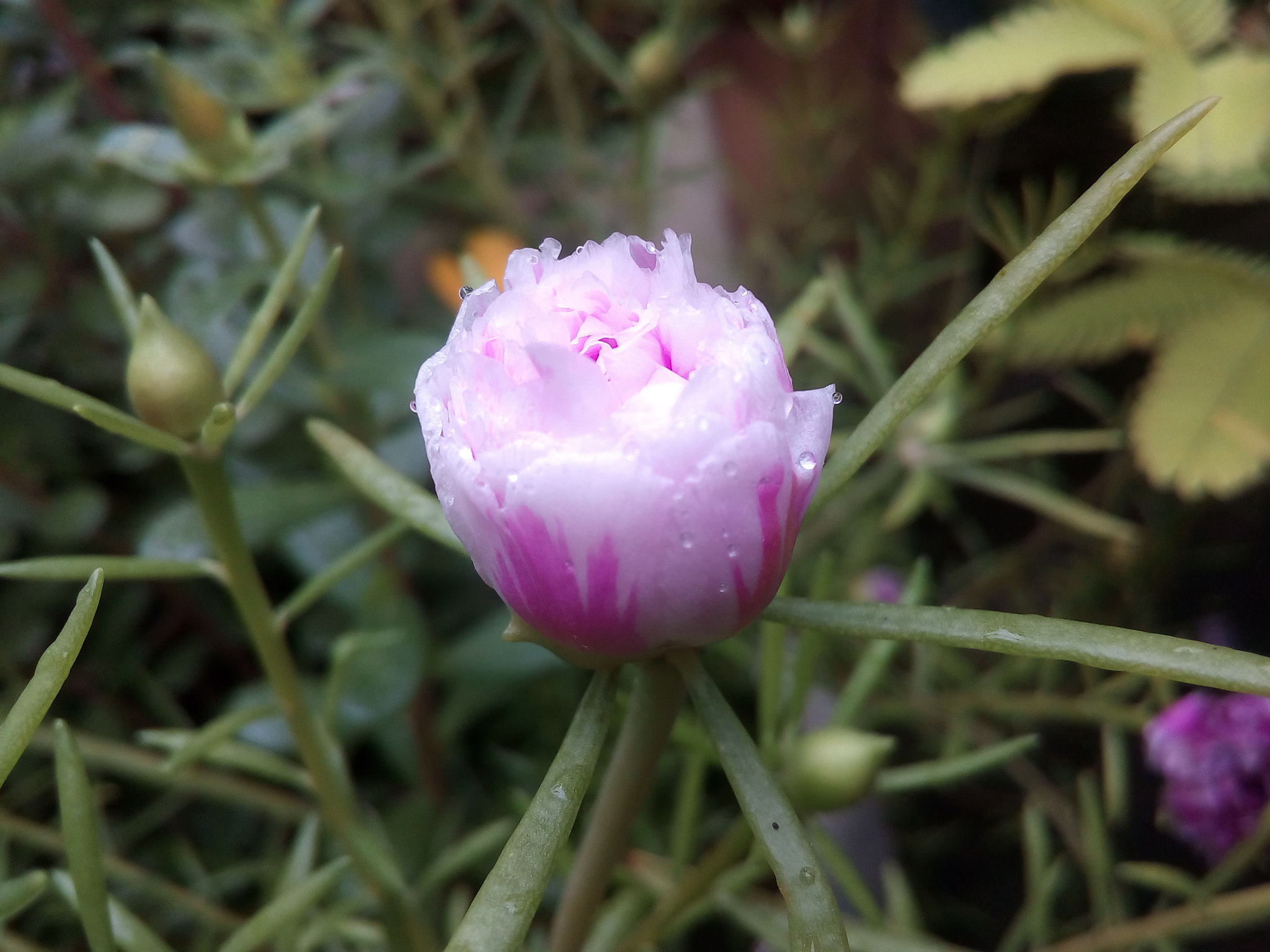 Micromax Canvas Juice 4G sample photo