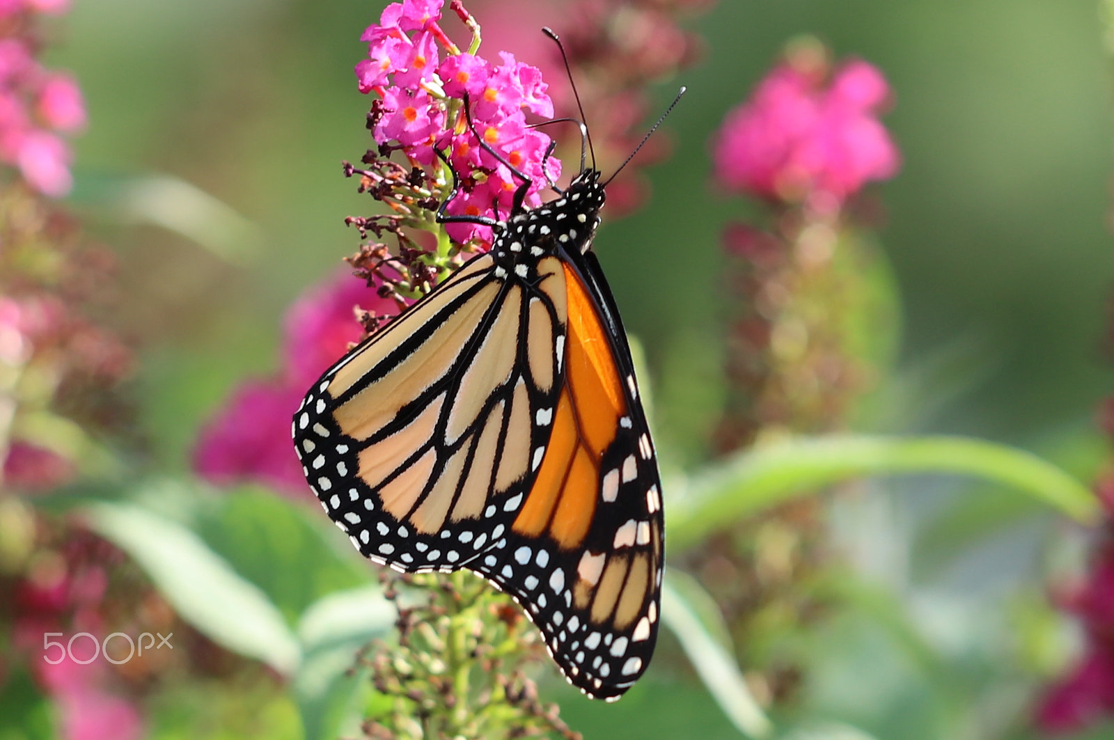 Canon EOS 5DS + Canon EF 100mm F2.8L Macro IS USM sample photo. Butterfly go photography