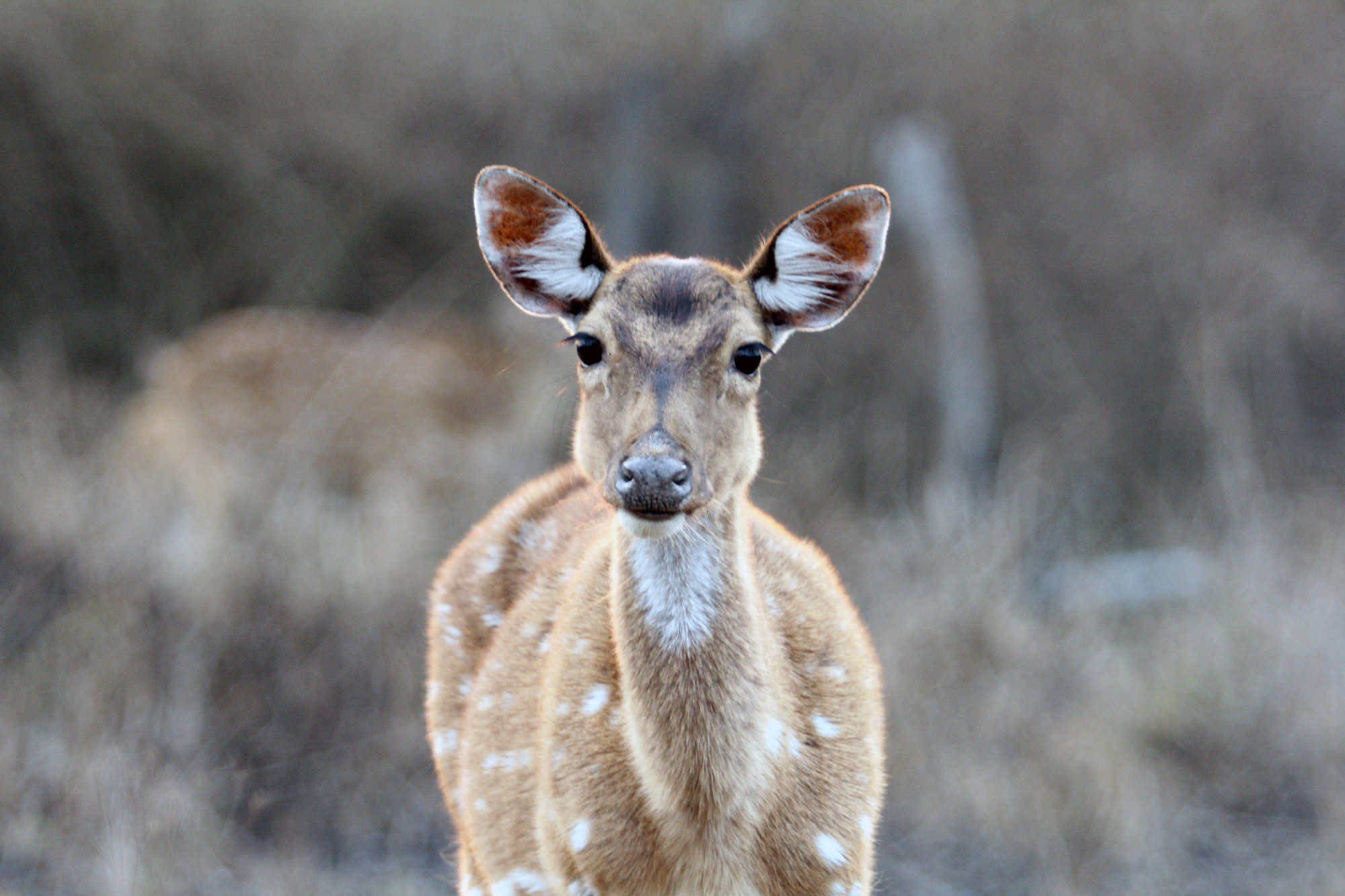 Canon EF 70-200mm F2.8L USM sample photo. Spotted deer photography
