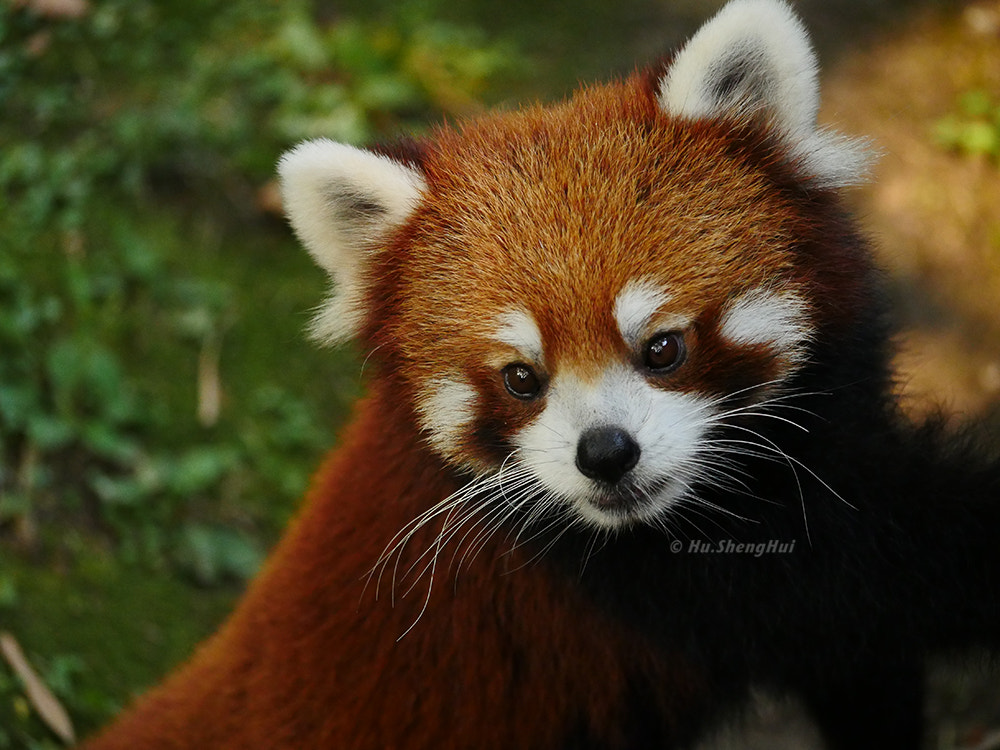 Panasonic Lumix DMC-GH4 sample photo. 小熊猫 red panda photography