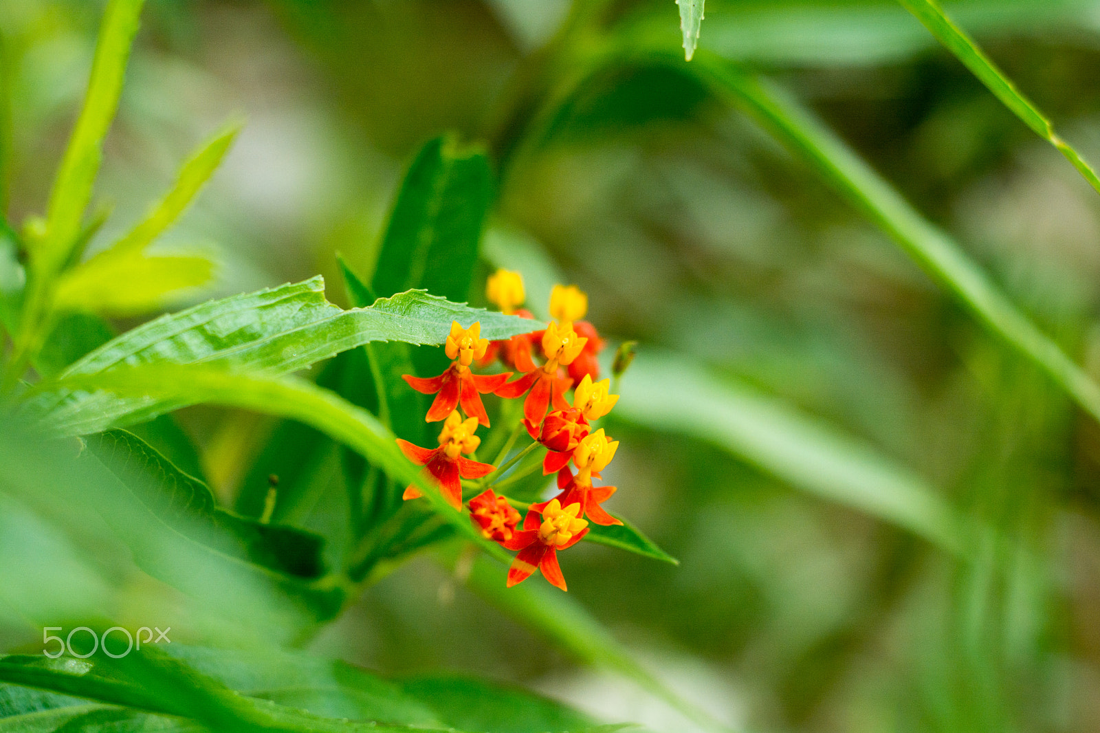 Nikon D7100 + AF Nikkor 50mm f/1.8 sample photo. Now you see me photography
